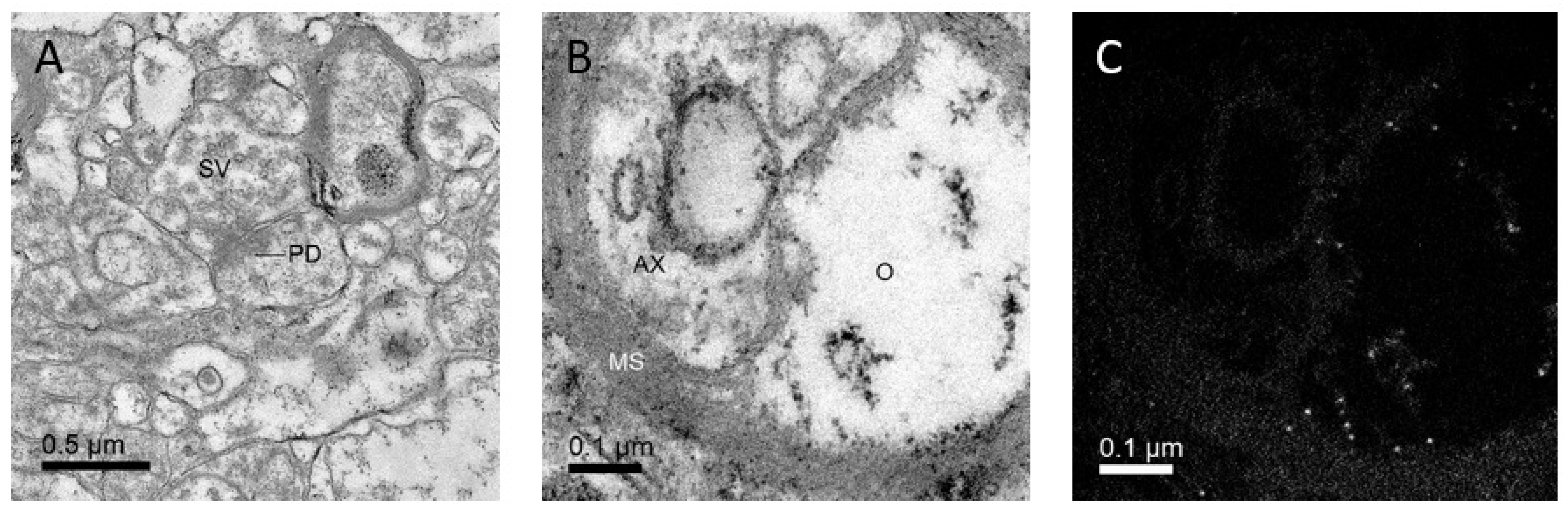 Ijms 22 12470 g002 550