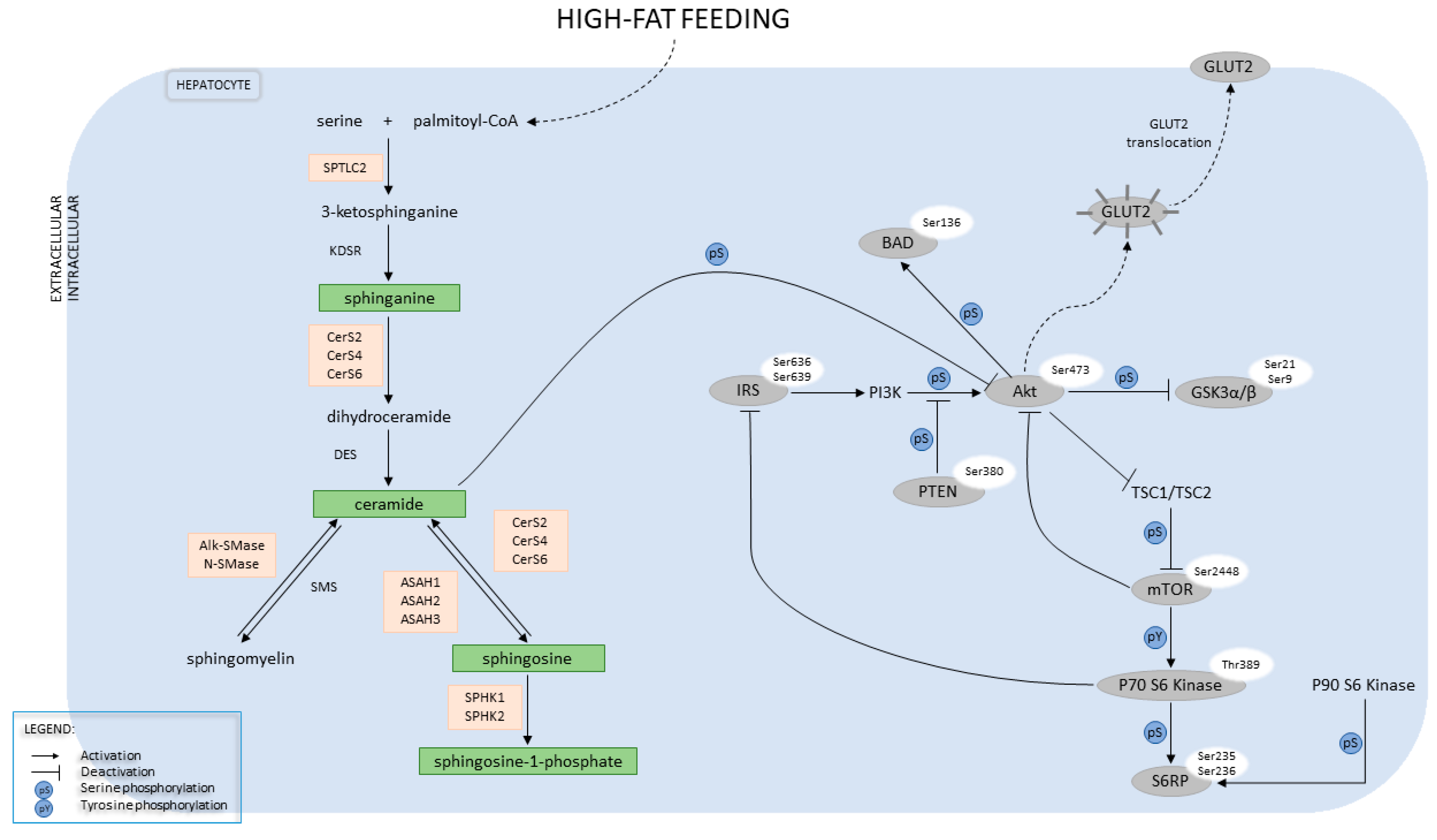 Ijms 22 12478 sch001