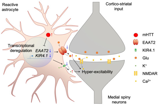 りゅ Anti-ferroptosis: A Promising Therapeutic Approach in