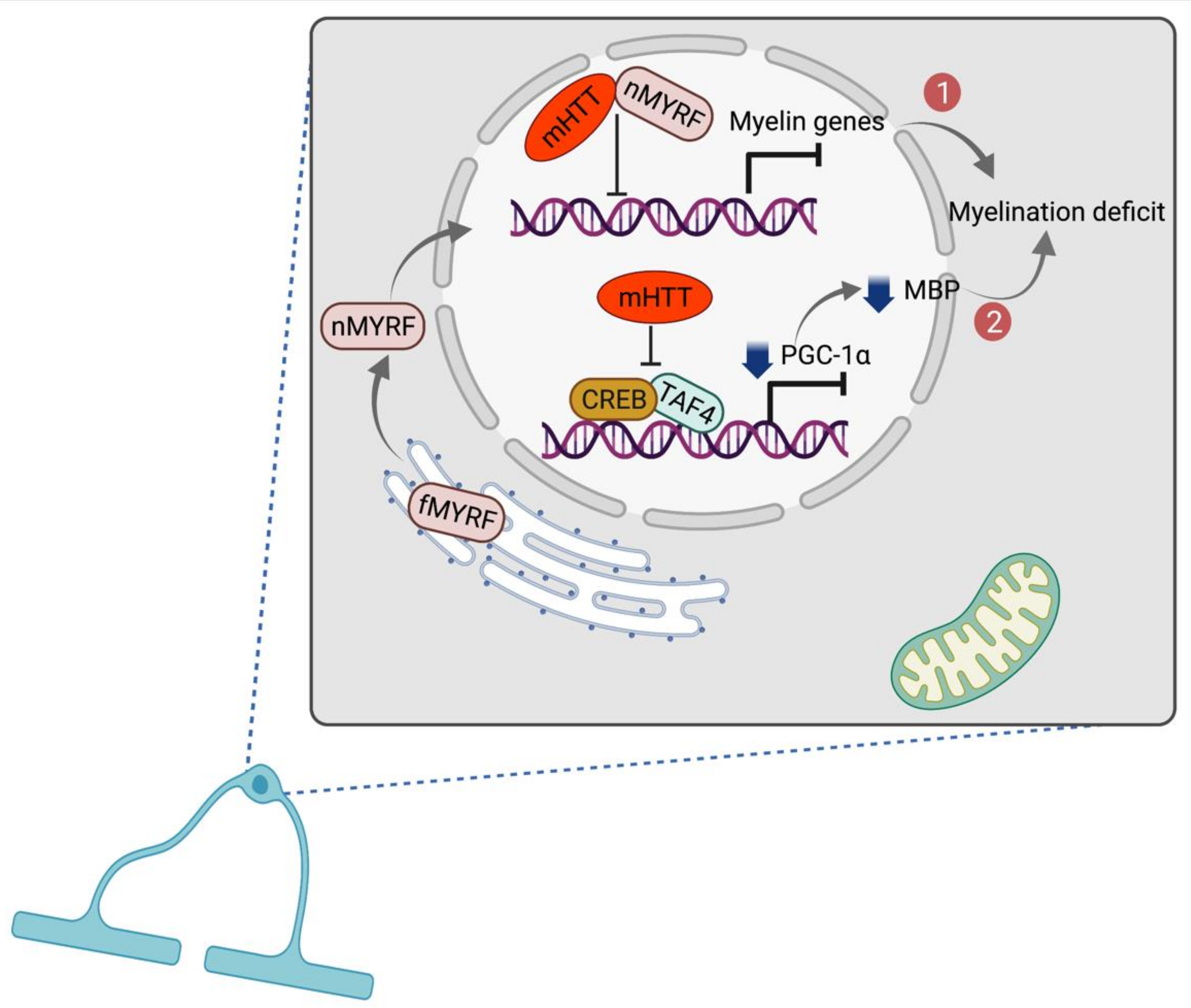 Ijms 22 12499 g002 Ijms 22 12499 g002