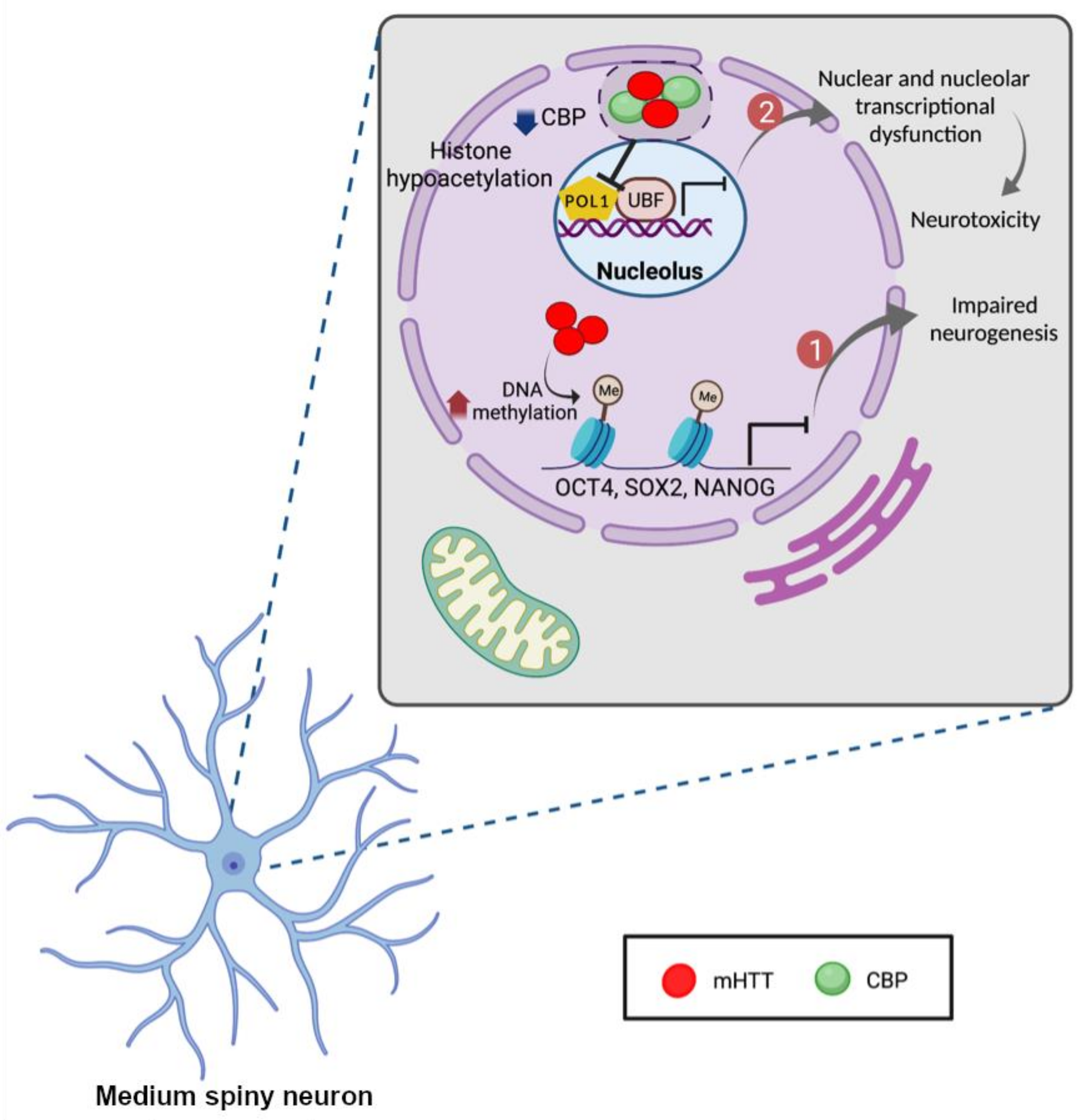 Ijms 22 12499 g003 Ijms 22 12499 g003
