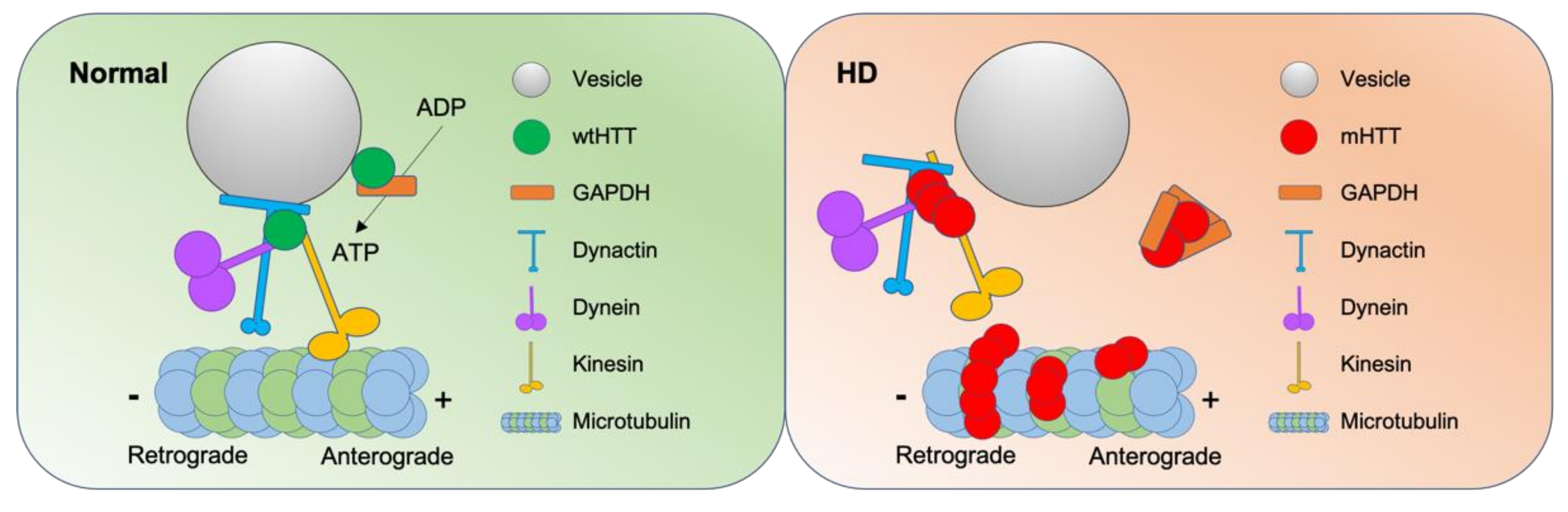 Ijms 22 12499 g004 Ijms 22 12499 g004