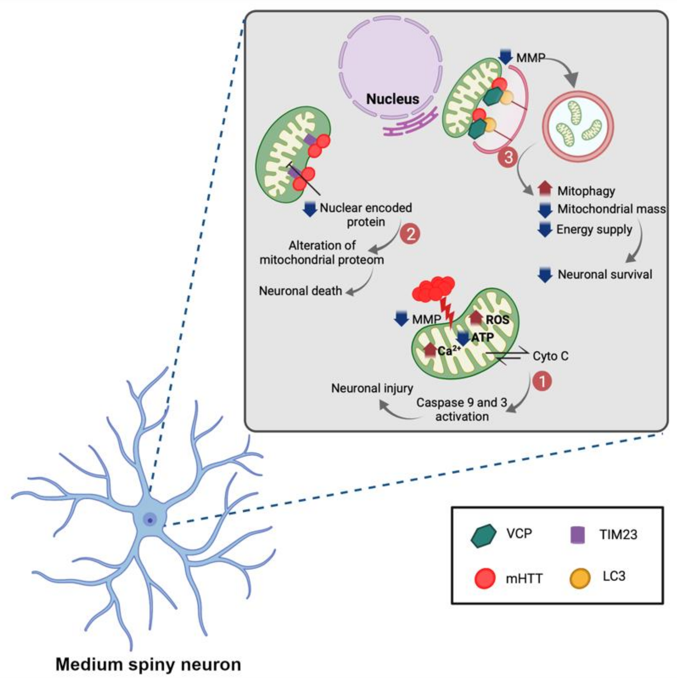Ijms 22 12499 g005 Ijms 22 12499 g005