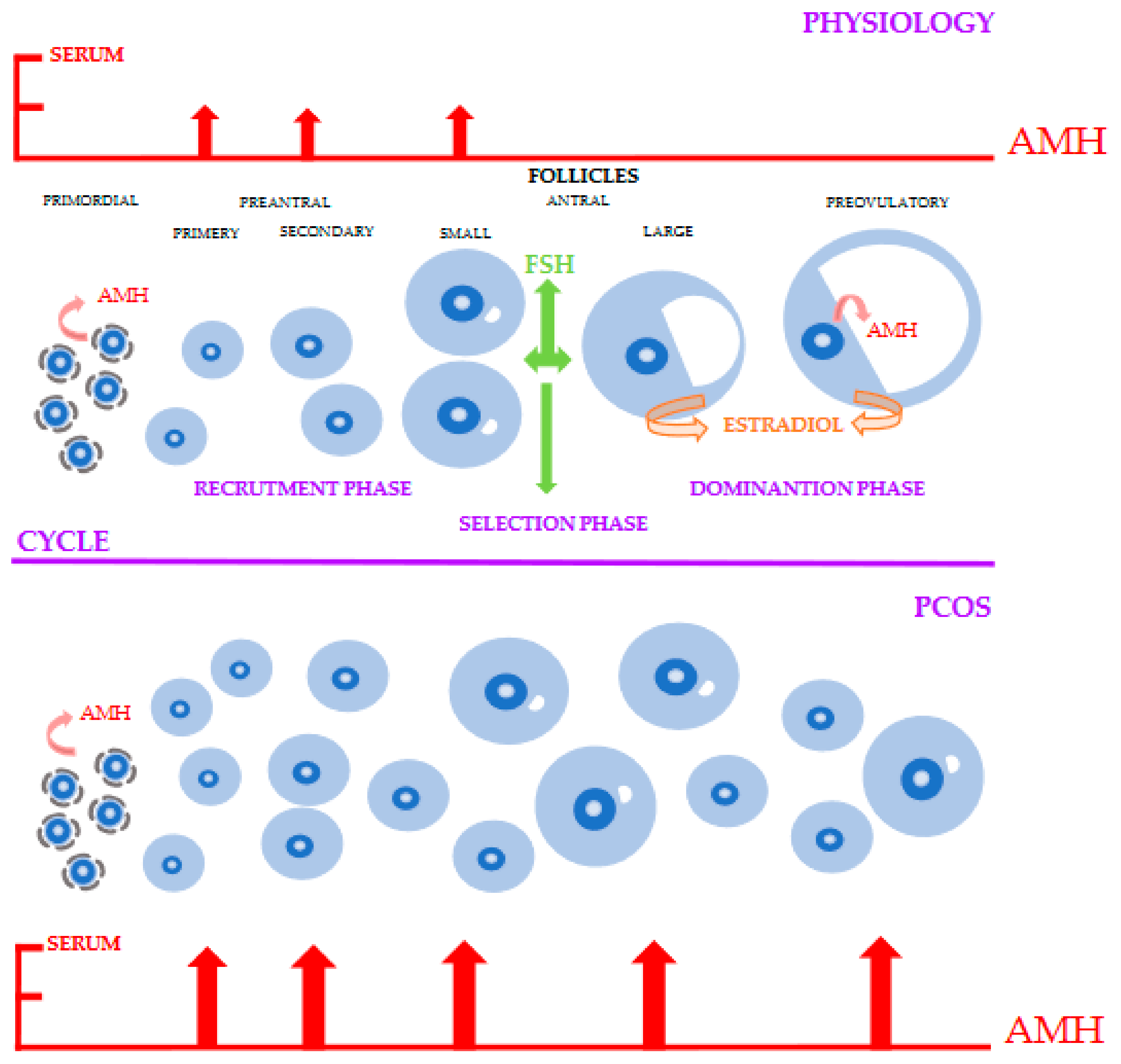 mi az anti aging hormon