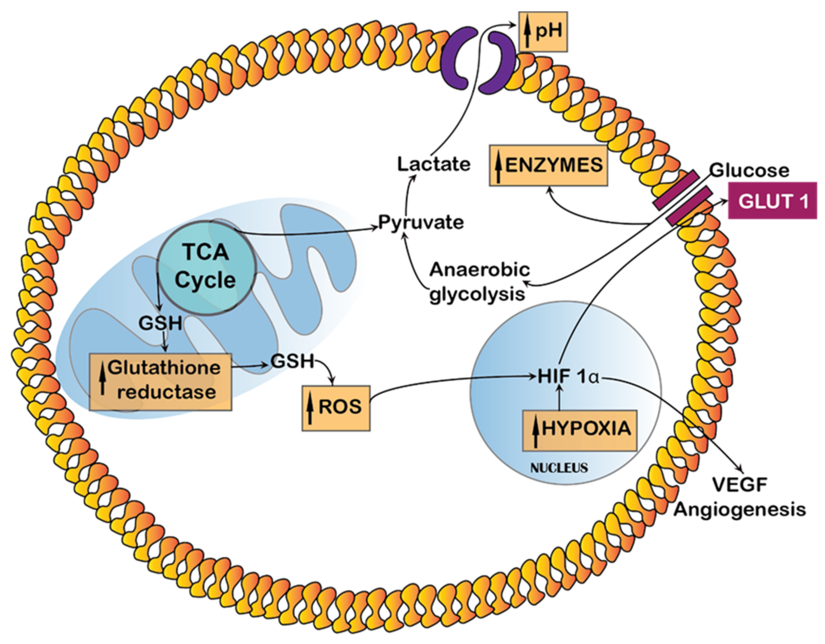 Ijms 22 12510 g001 550