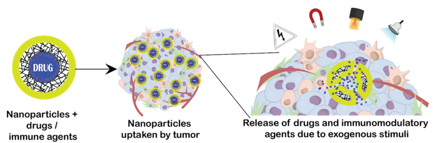 Ijms 22 12510 g002 550