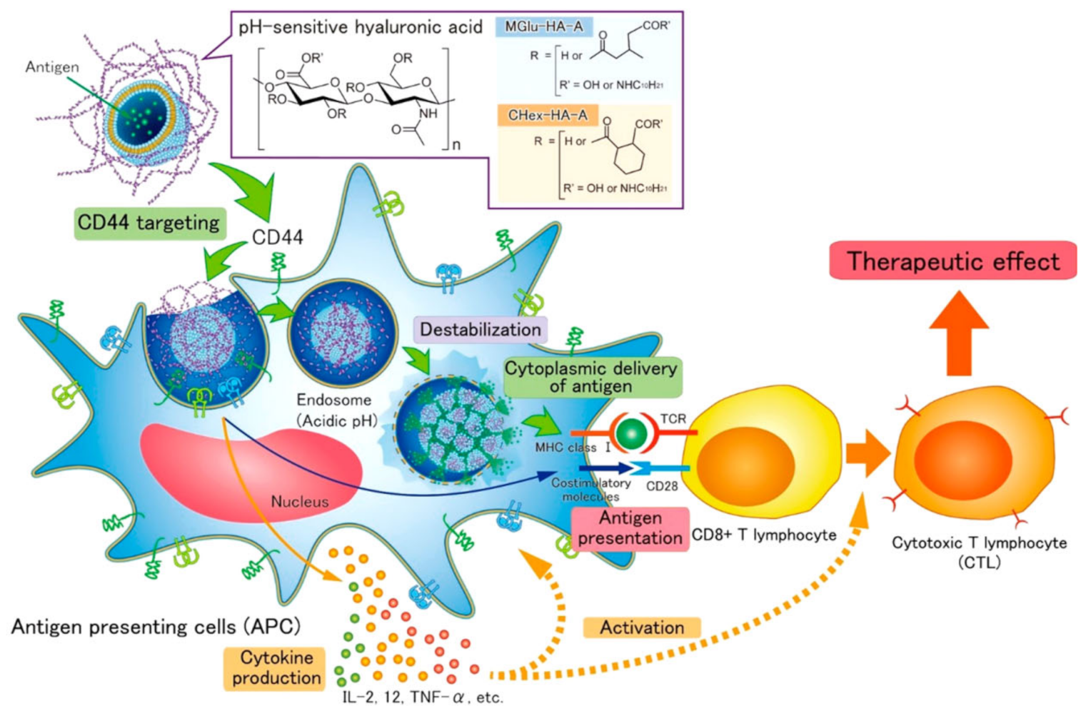 Ijms 22 12510 g003 550