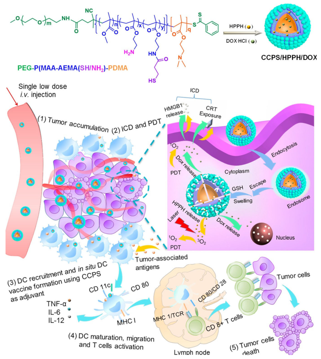 Ijms 22 12510 g004 550