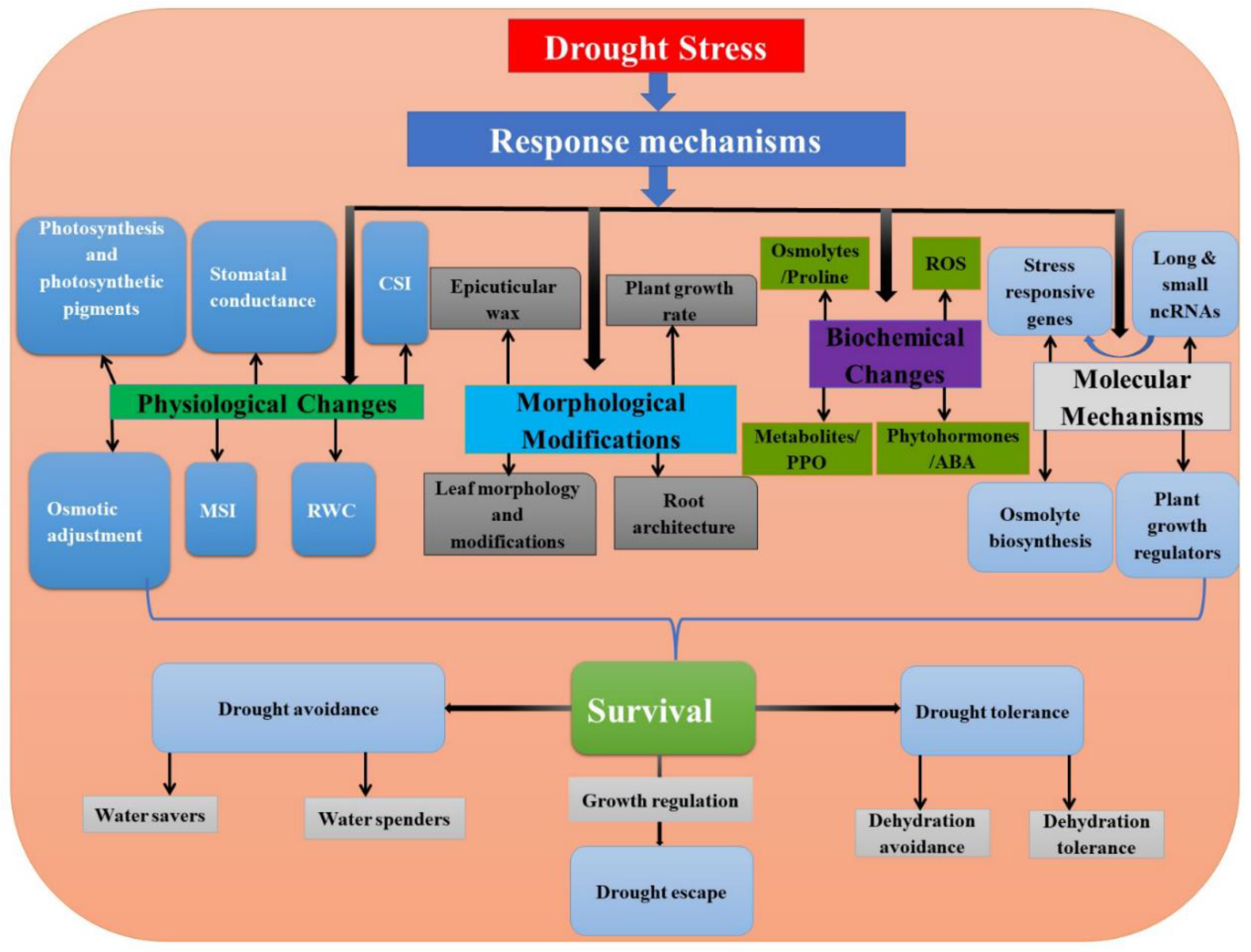 ijms free full text non coding rnas in response to drought stress html