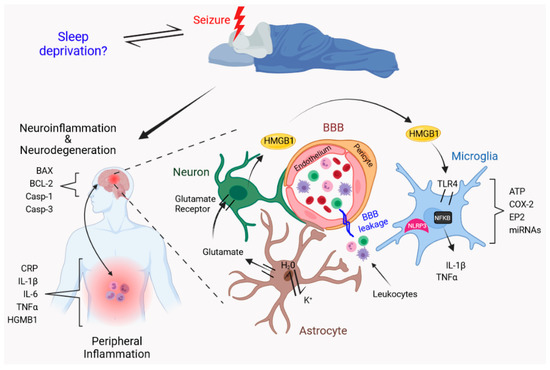 Sleep Disruption Worsens Seizures: Neuroinflammation as a 