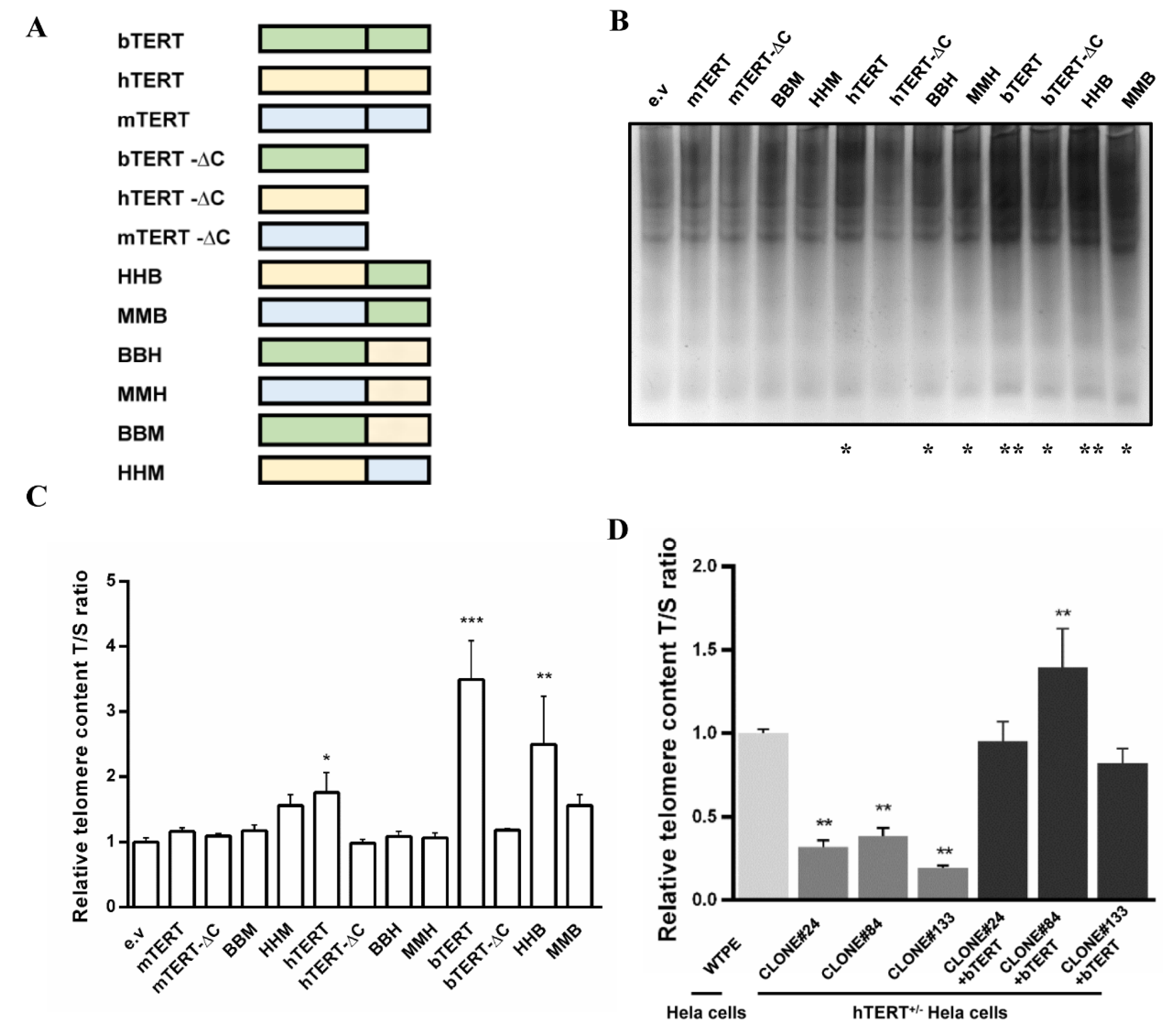 Ijms Free Full Text Establishment Of An Efficient Immortalization Strategy Using Hmej Based Btert Insertion For Bovine Cells Html