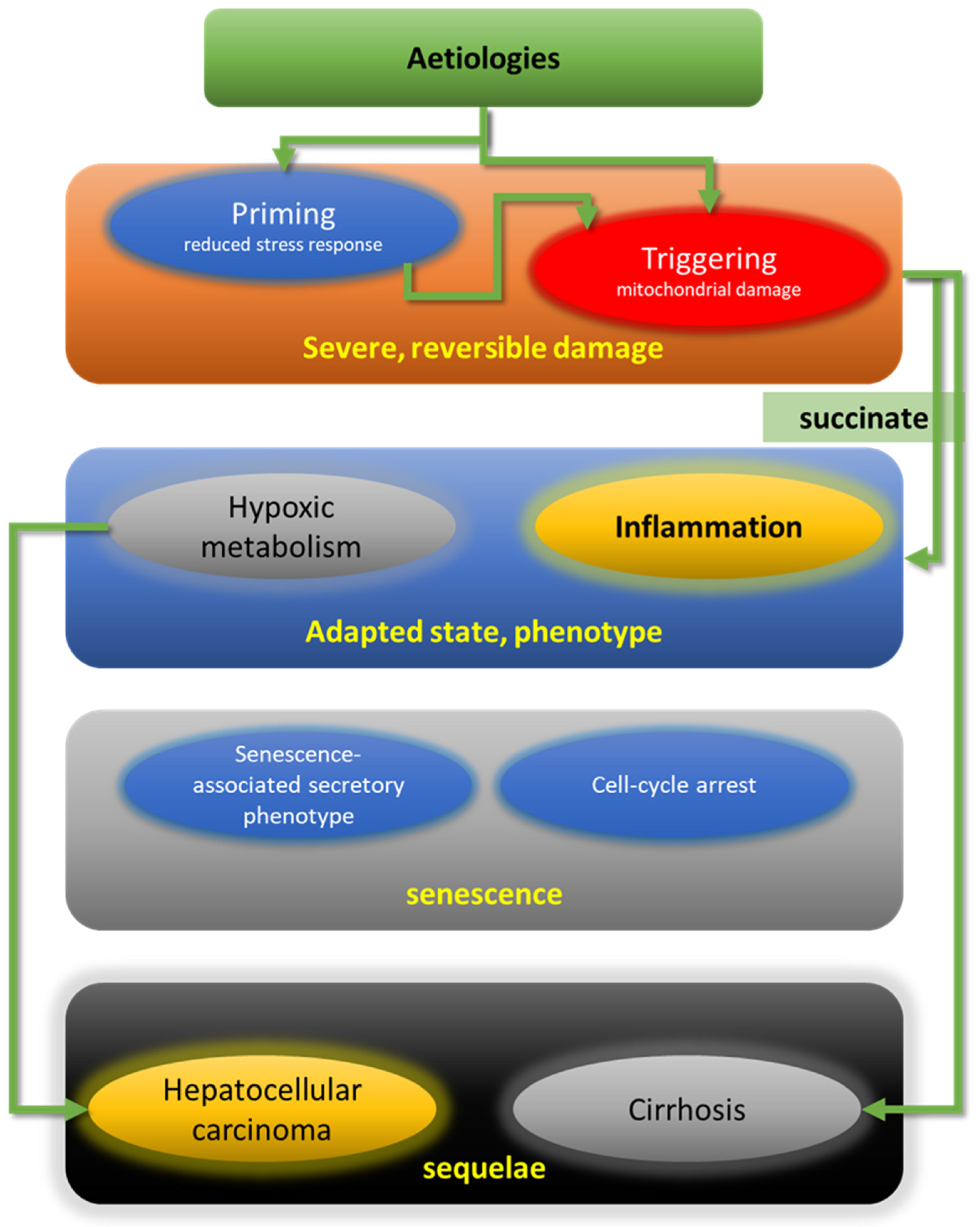 Ijms 22 12545 g001 550