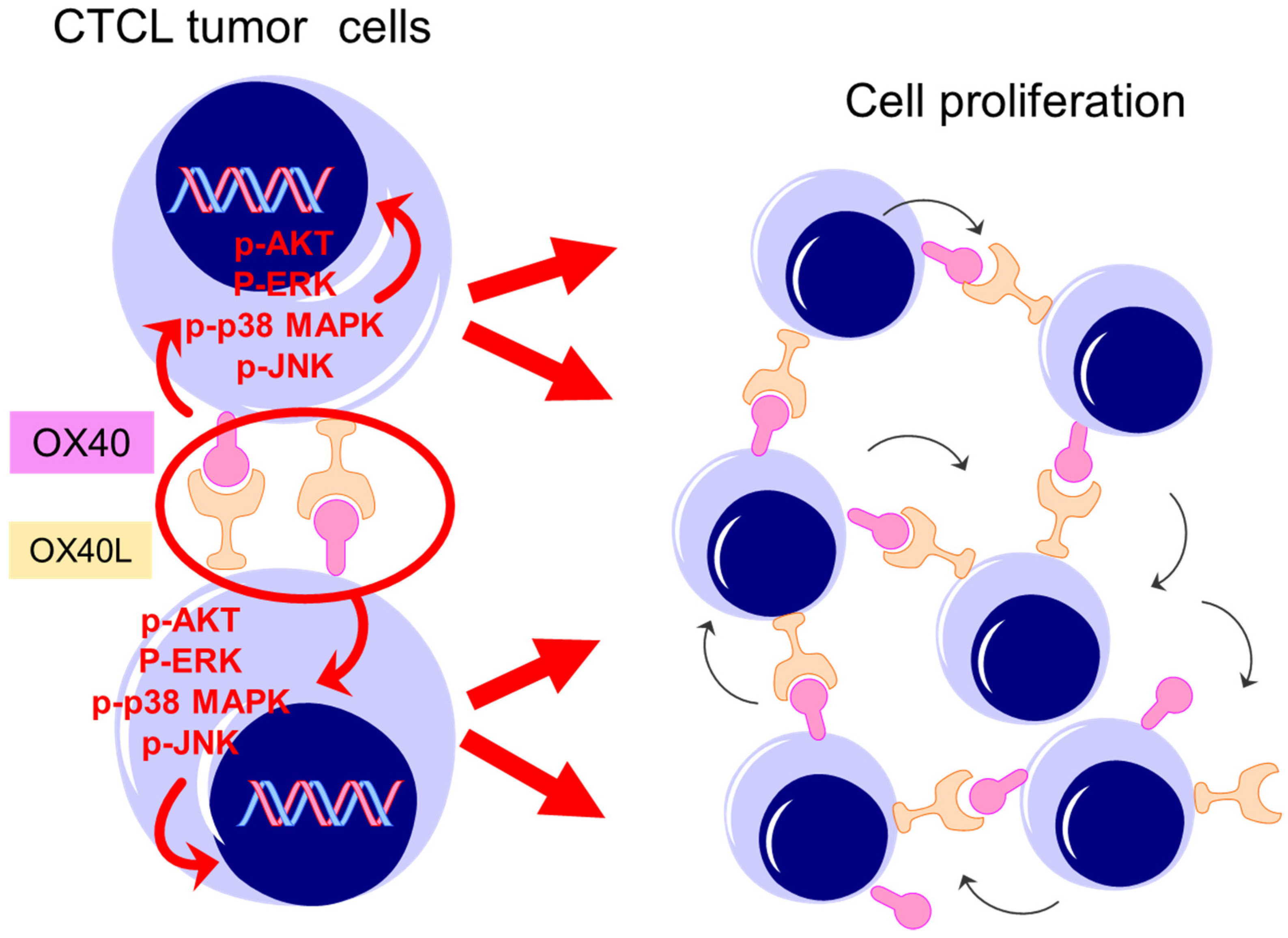 Ijms 22 12576 g007 550