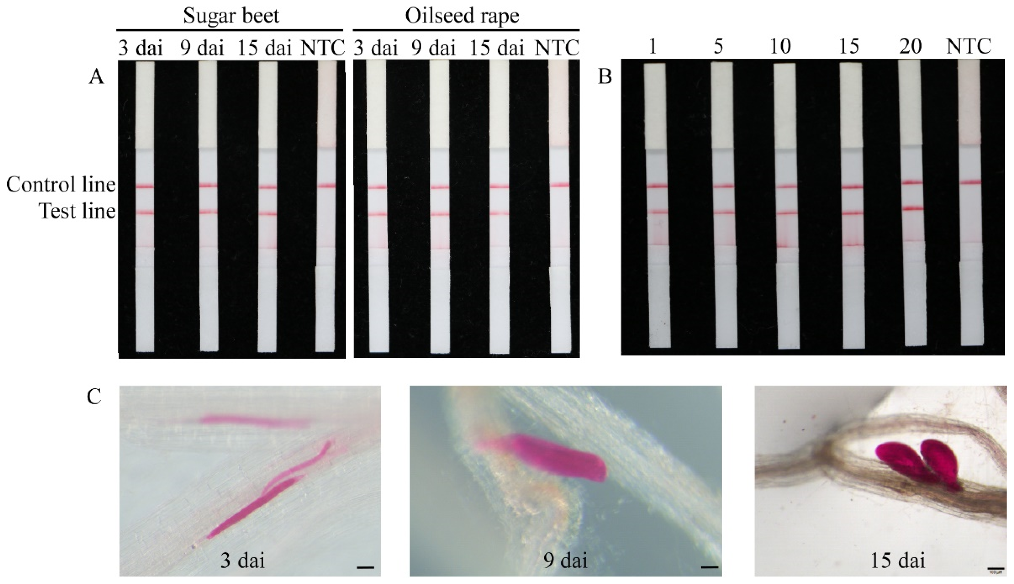 Ijms 22 12577 g005 550