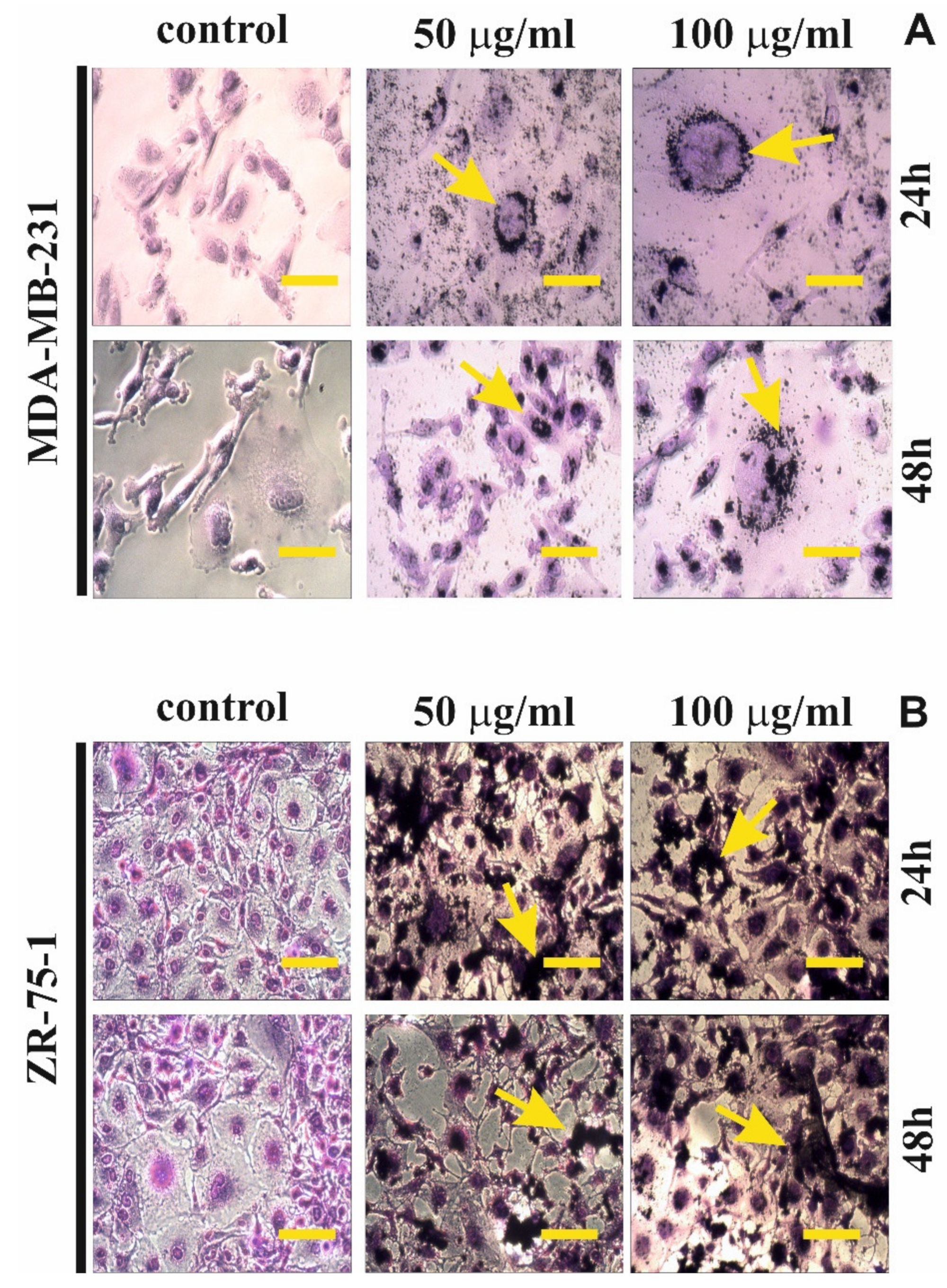 Ijms 22 12593 g005 550