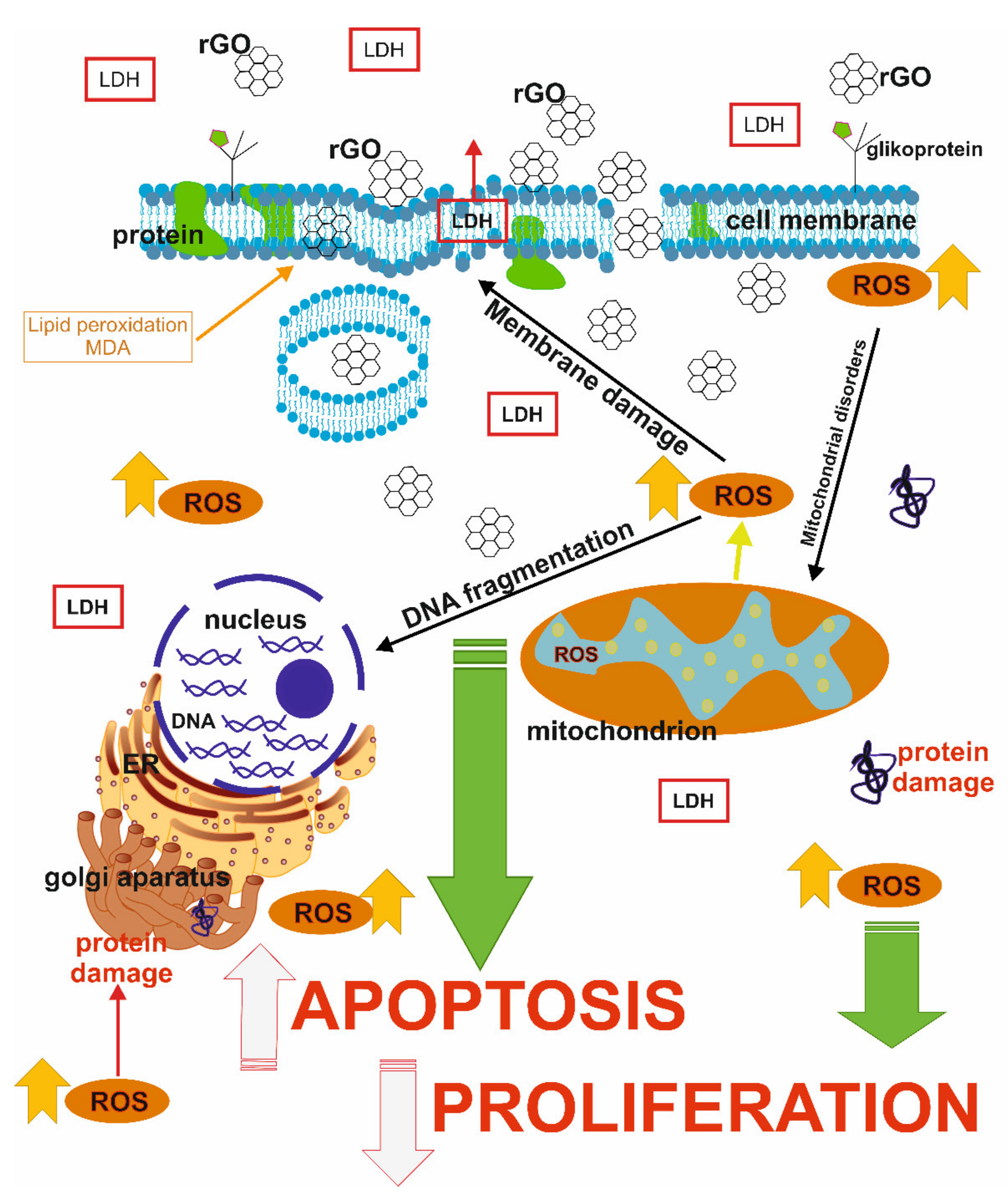 Ijms 22 12593 g006 550