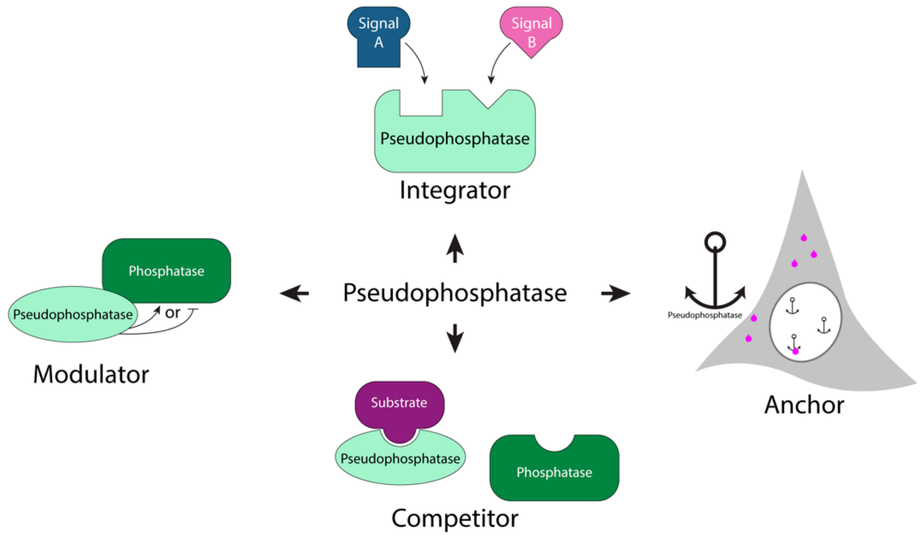 Ijms 22 12595 g001 550