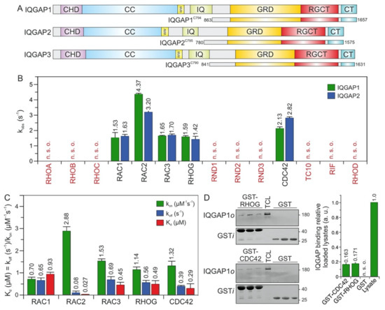 Selectivity Determinants of RHO GTPase Binding to IQGAPs