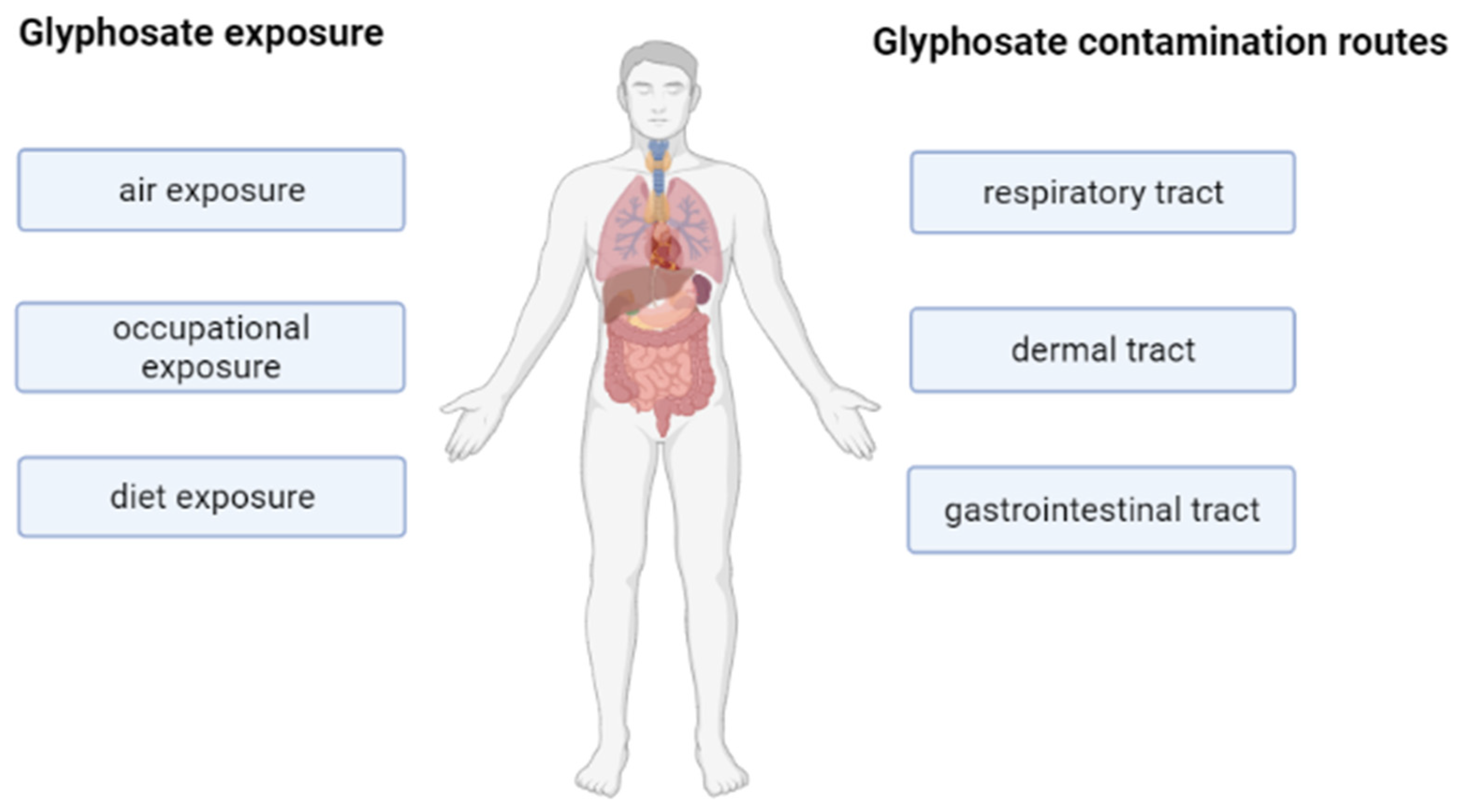 IJMS Free FullText Pleiotropic of Glyphosate Exposure