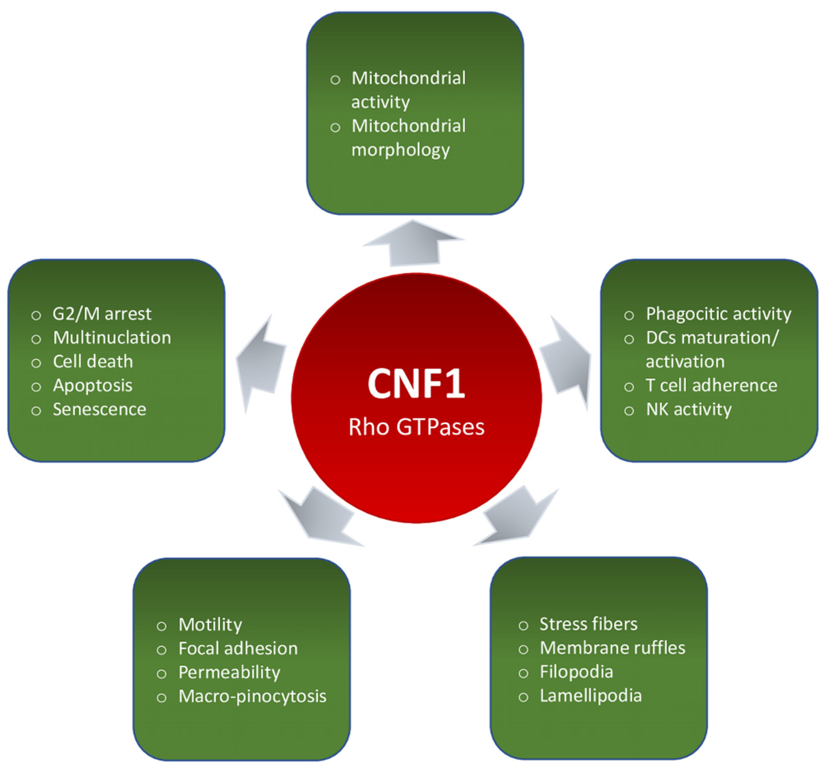 Ijms 22 12610 g003 Ijms 22 12610 g003