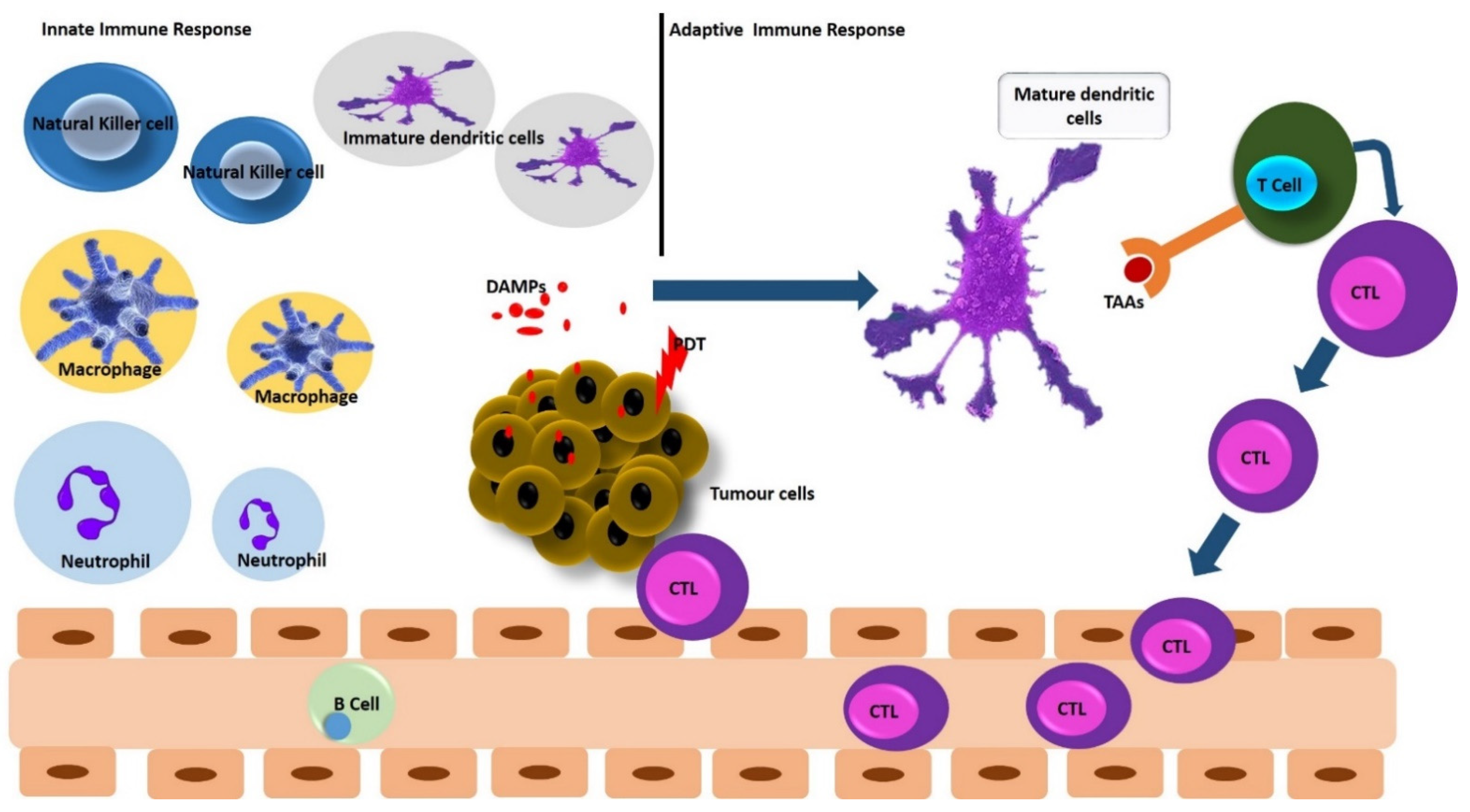 Ijms 22 12618 g003 Ijms 22 12618 g003