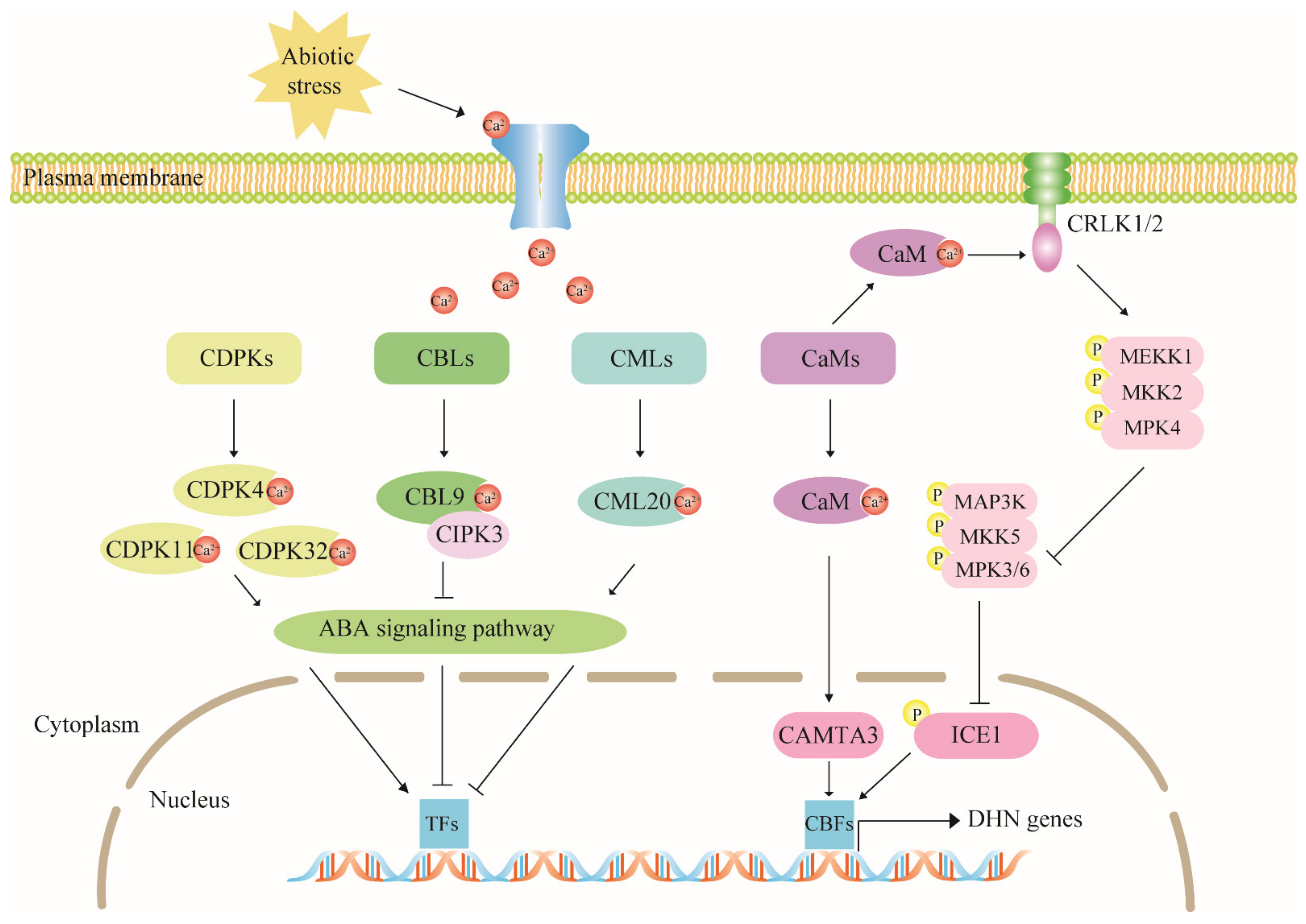 Ijms 22 12619 g003 Ijms 22 12619 g003
