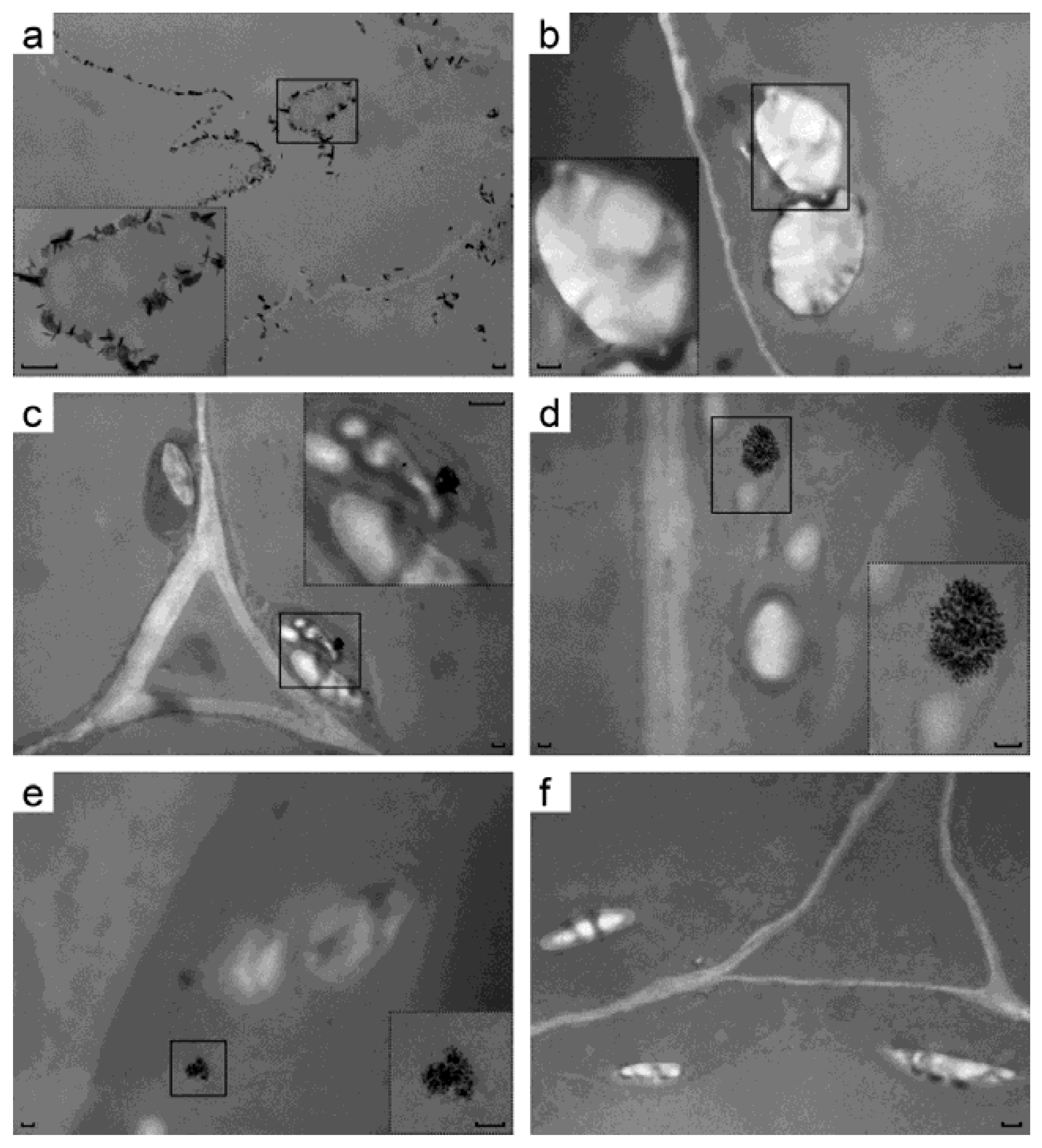 Ijms 22 12622 g004 550