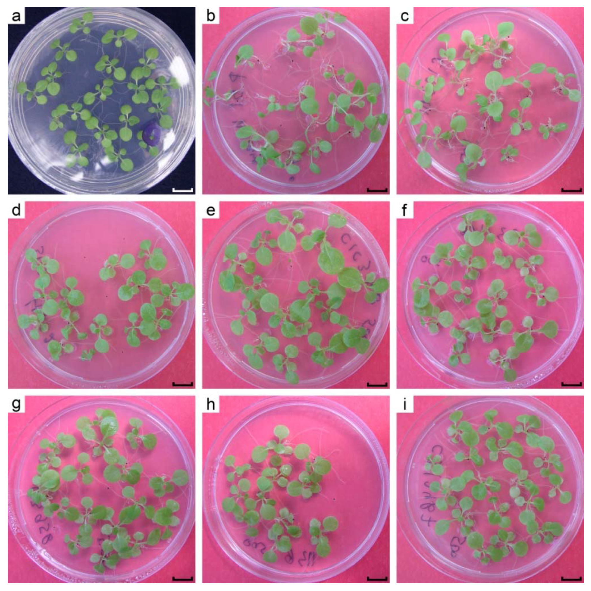 Ijms 22 12622 g005 550