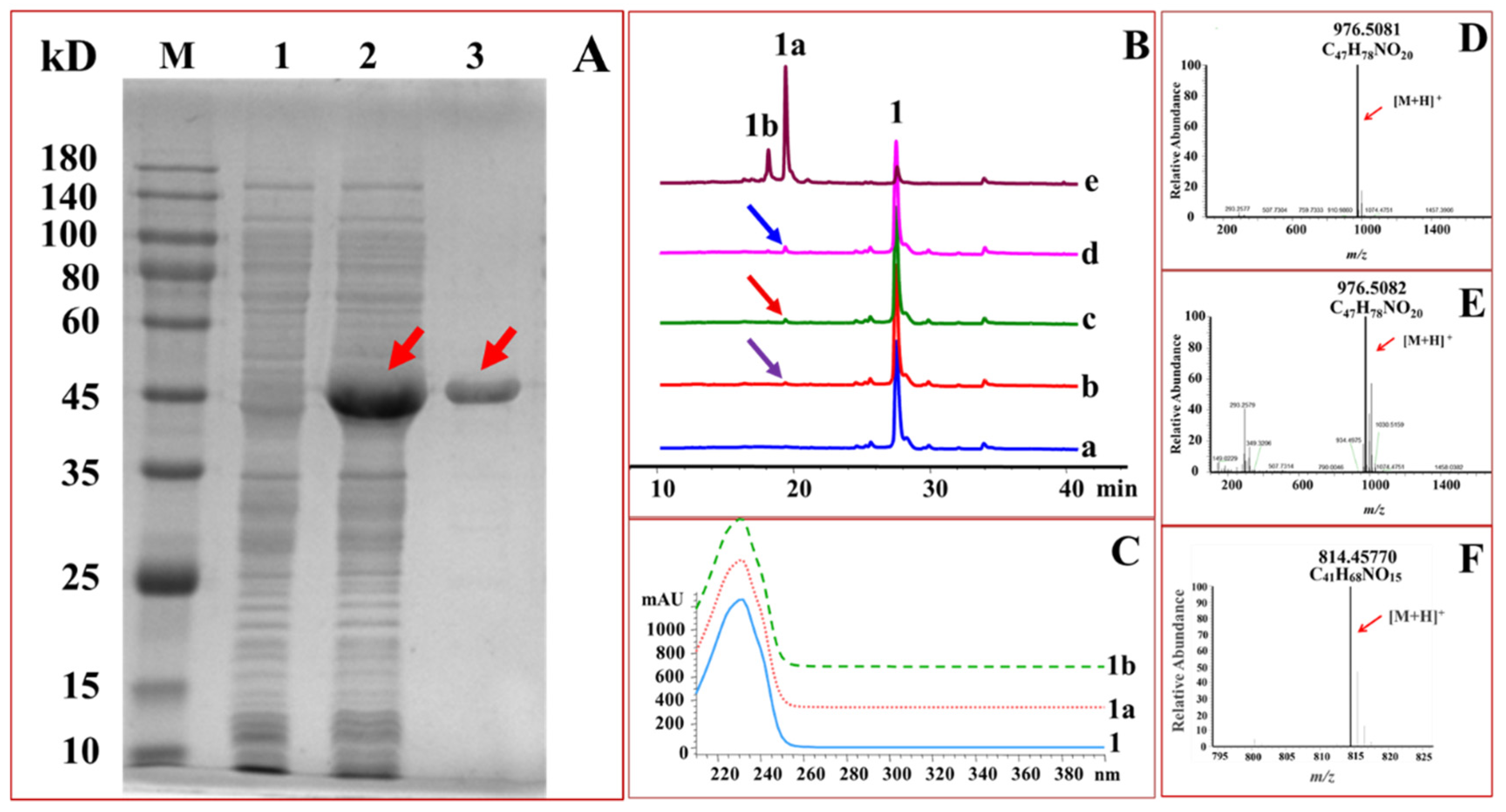 Ijms 22 12636 g002 Ijms 22 12636 g002