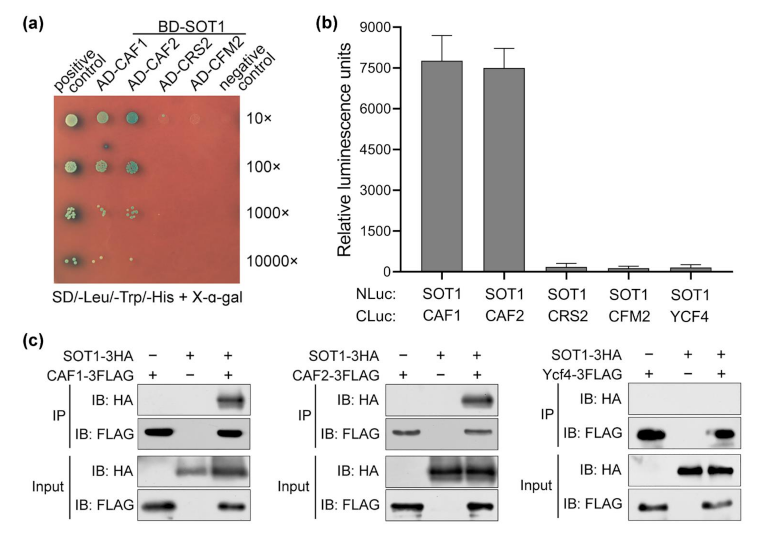Ijms 22 12639 g005 550