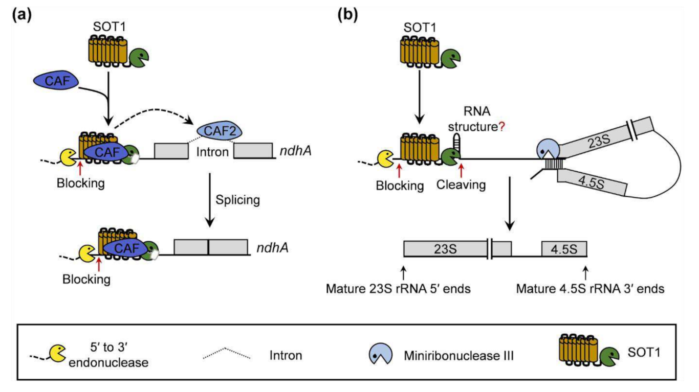 Ijms 22 12639 g010 550