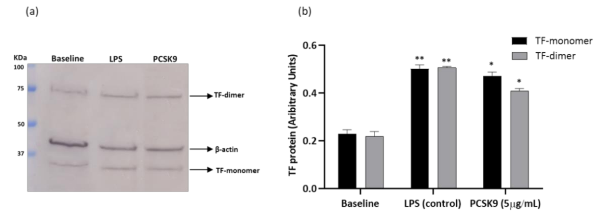Ijms 22 12640 g005 Ijms 22 12640 g005