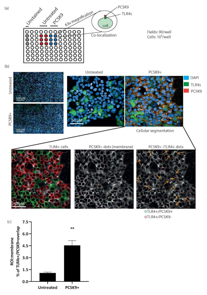 Ijms 22 12640 g007 Ijms 22 12640 g007