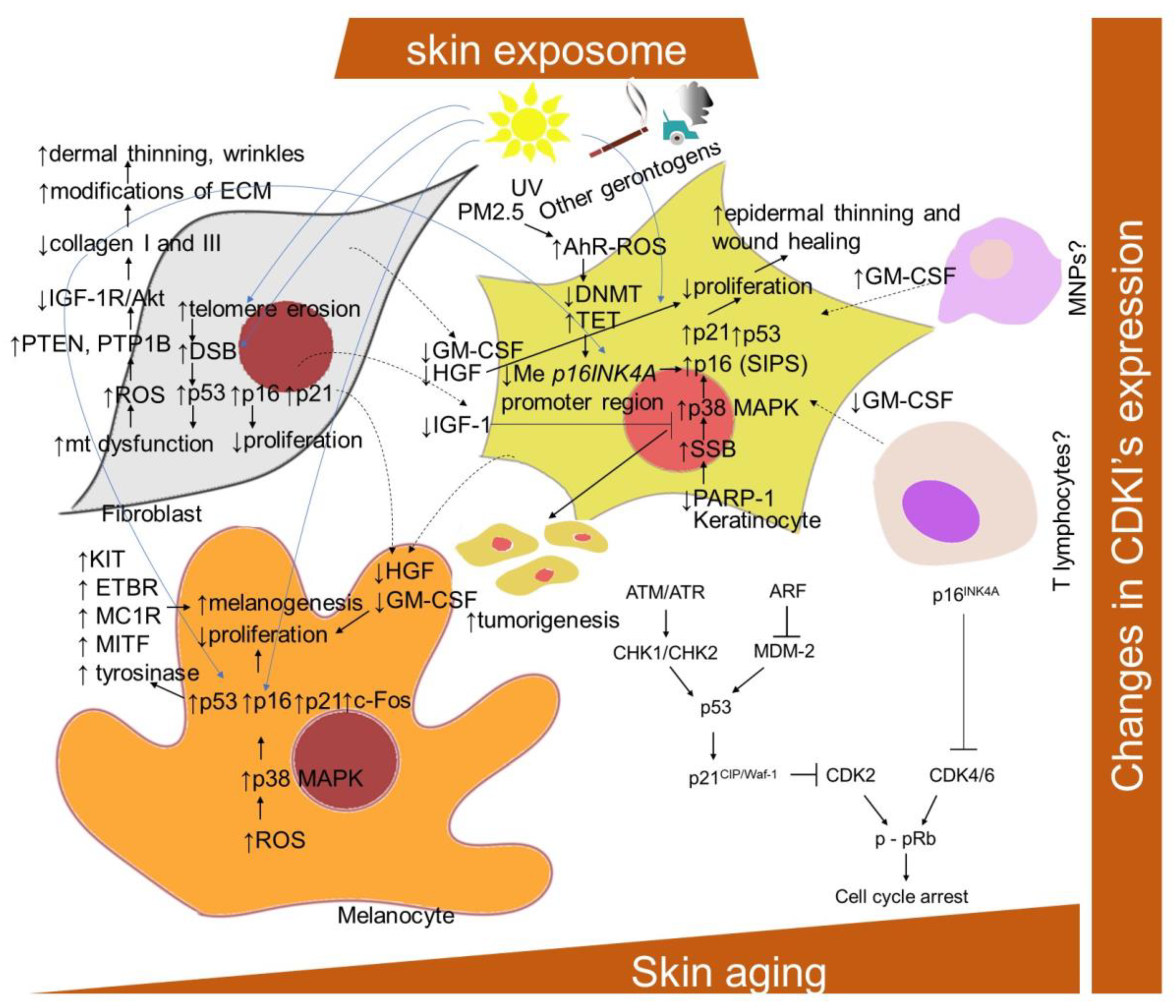 straal Aanbevolen Meenemen IJMS | Free Full-Text | Skin Aging, Cellular Senescence and Natural  Polyphenols