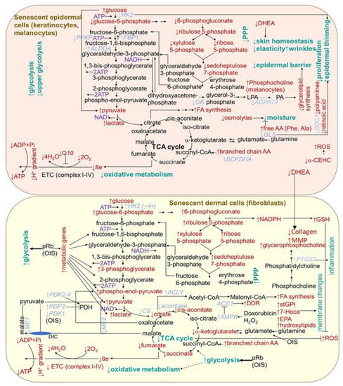 Skin Aging, Cellular Senescence and Natural Polyphenols