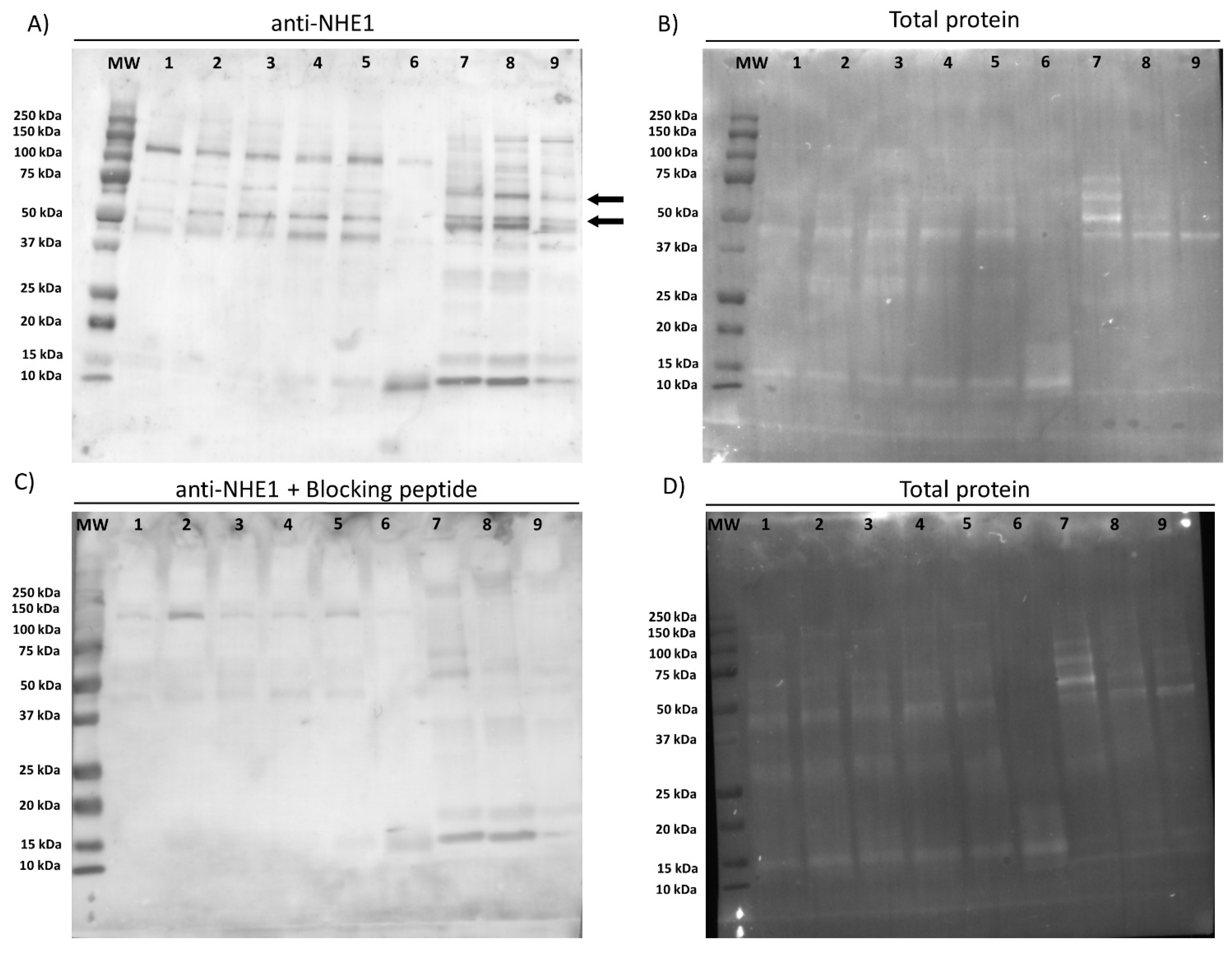 Ijms 22 12646 g001 550