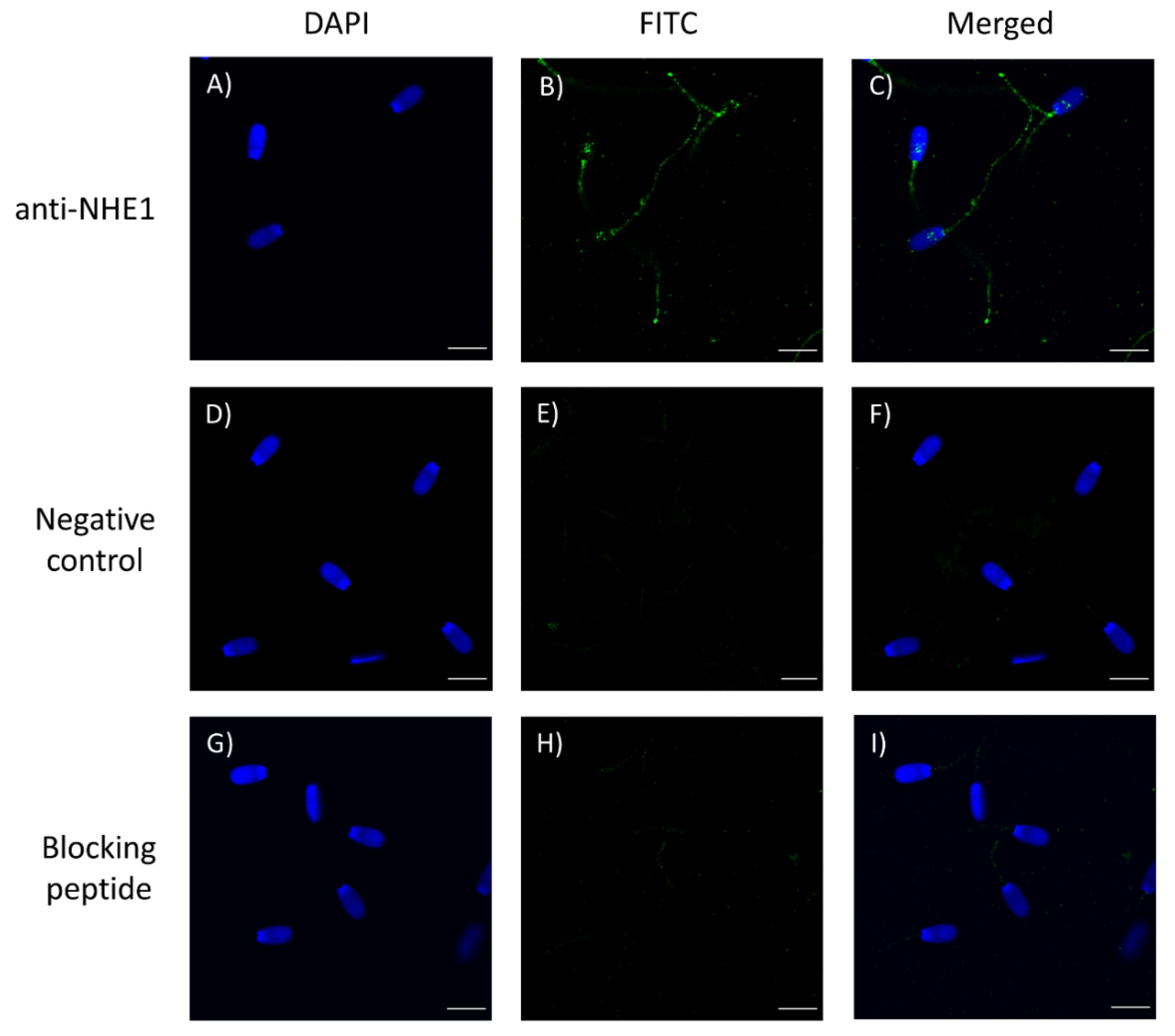 Ijms 22 12646 g002 550