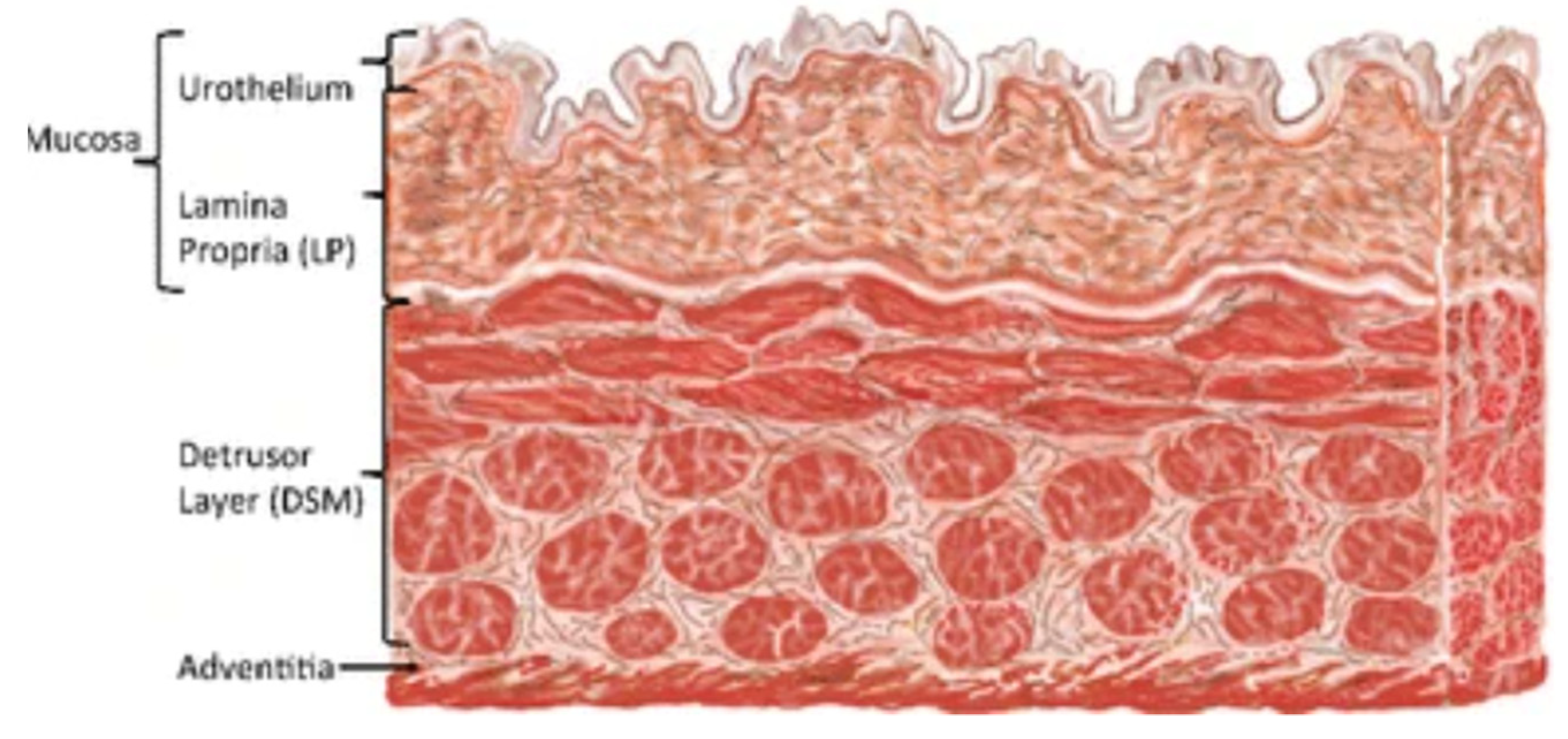 Ijms 22 12657 g001 550