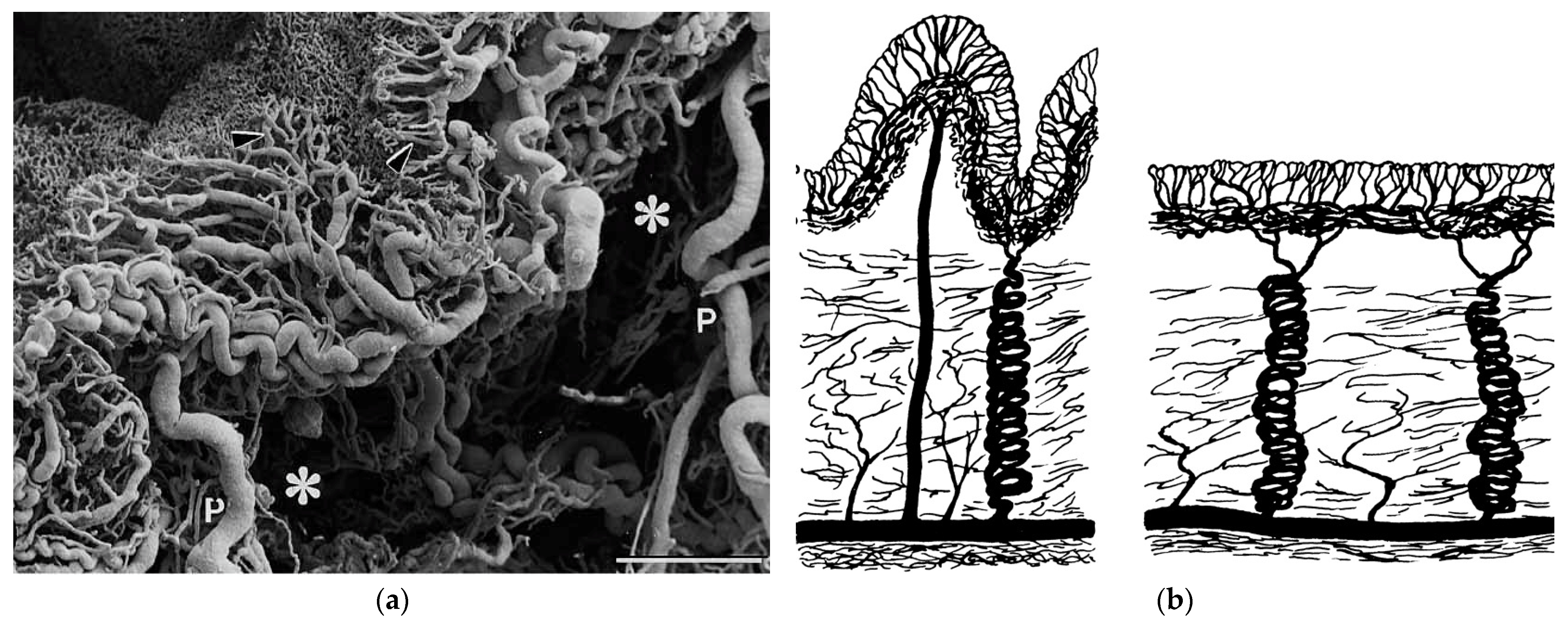 Ijms 22 12657 g002 550