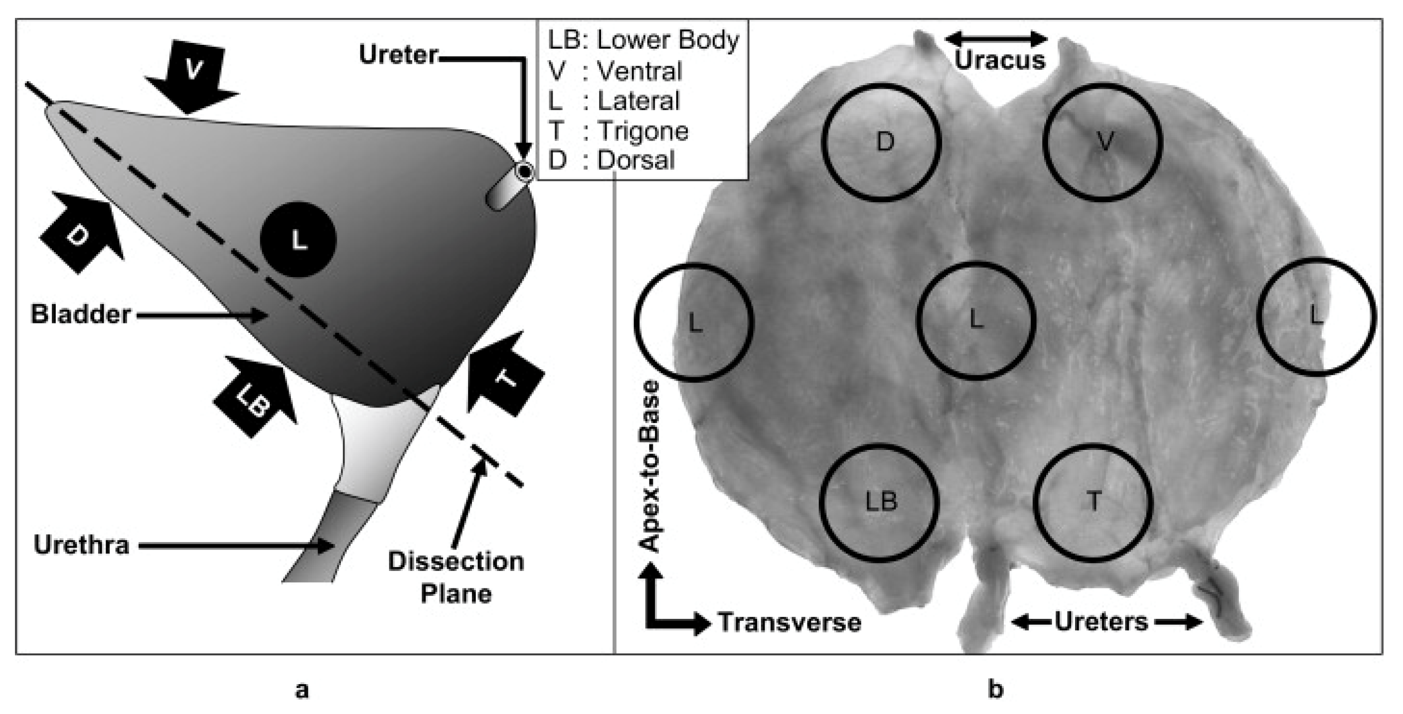 Ijms 22 12657 g008 550