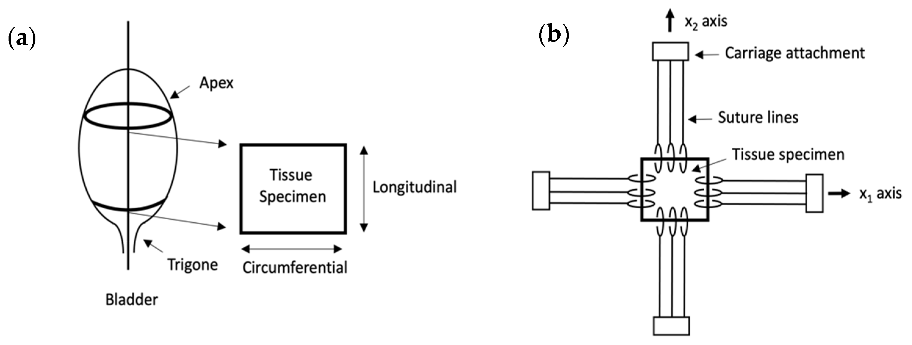 Ijms 22 12657 g010 550