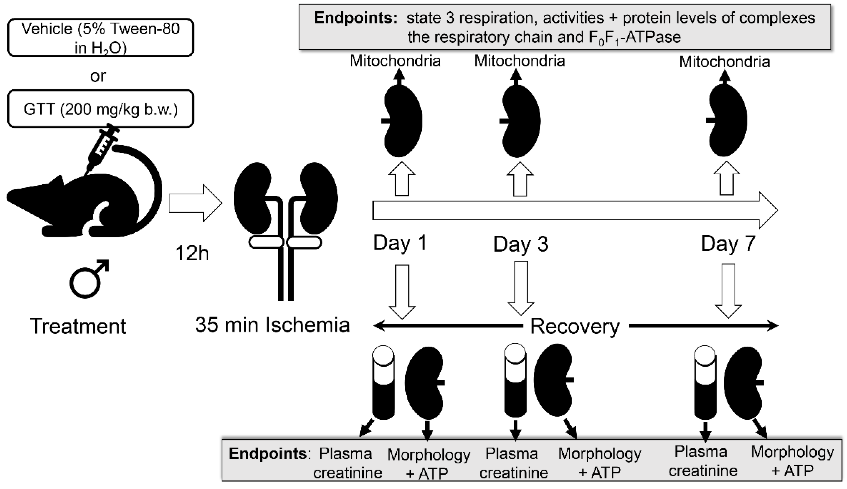 Ijms 22 12674 g001 550