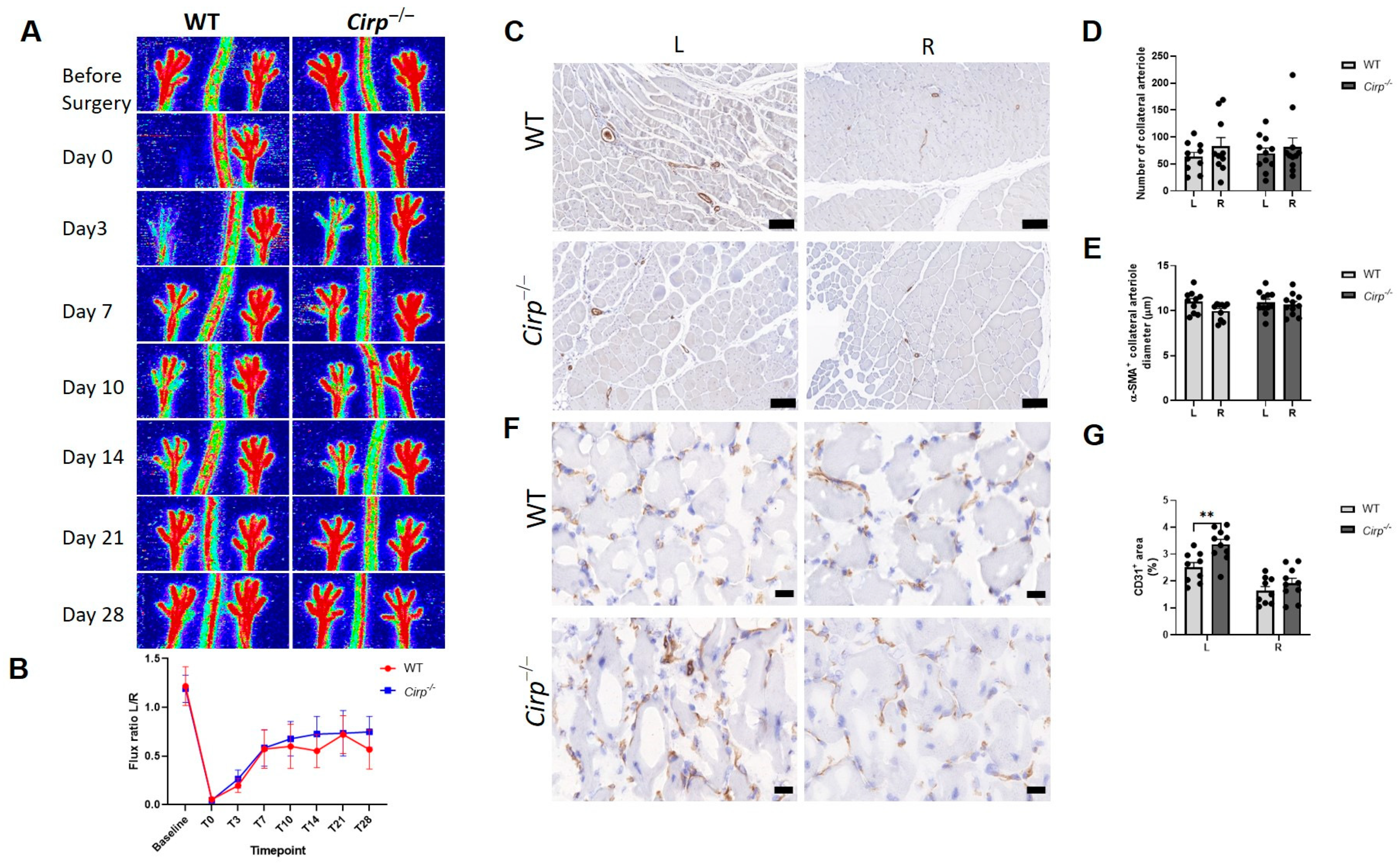 Ijms 22 12678 g001 550