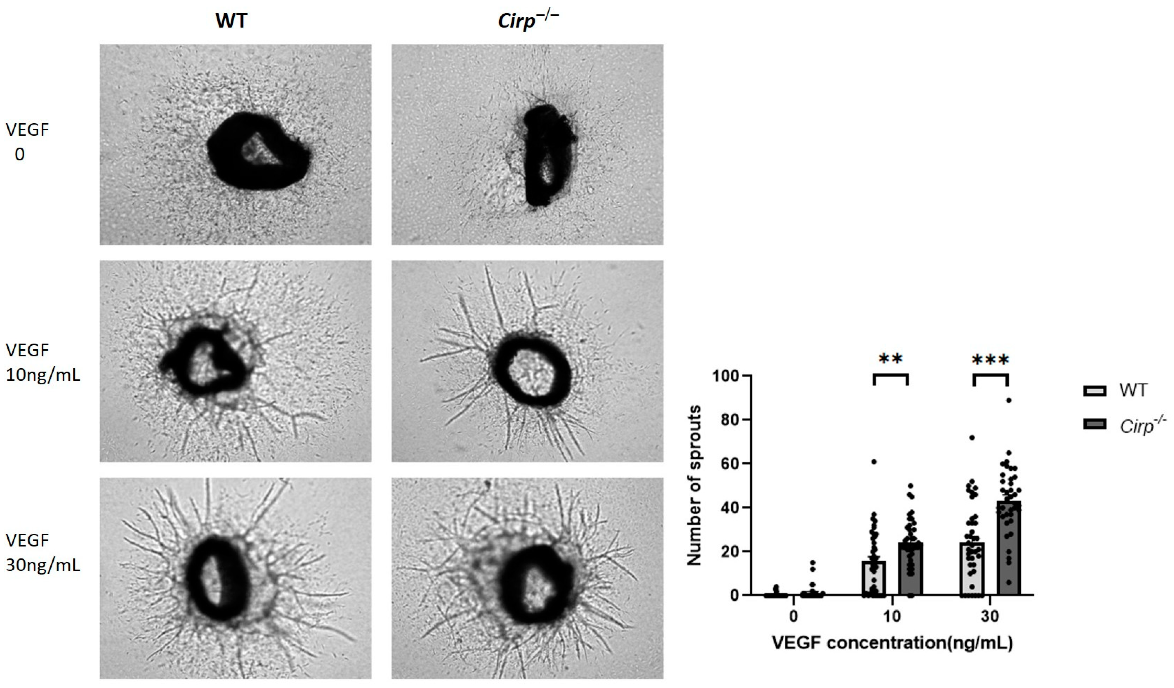 Ijms 22 12678 g002 550