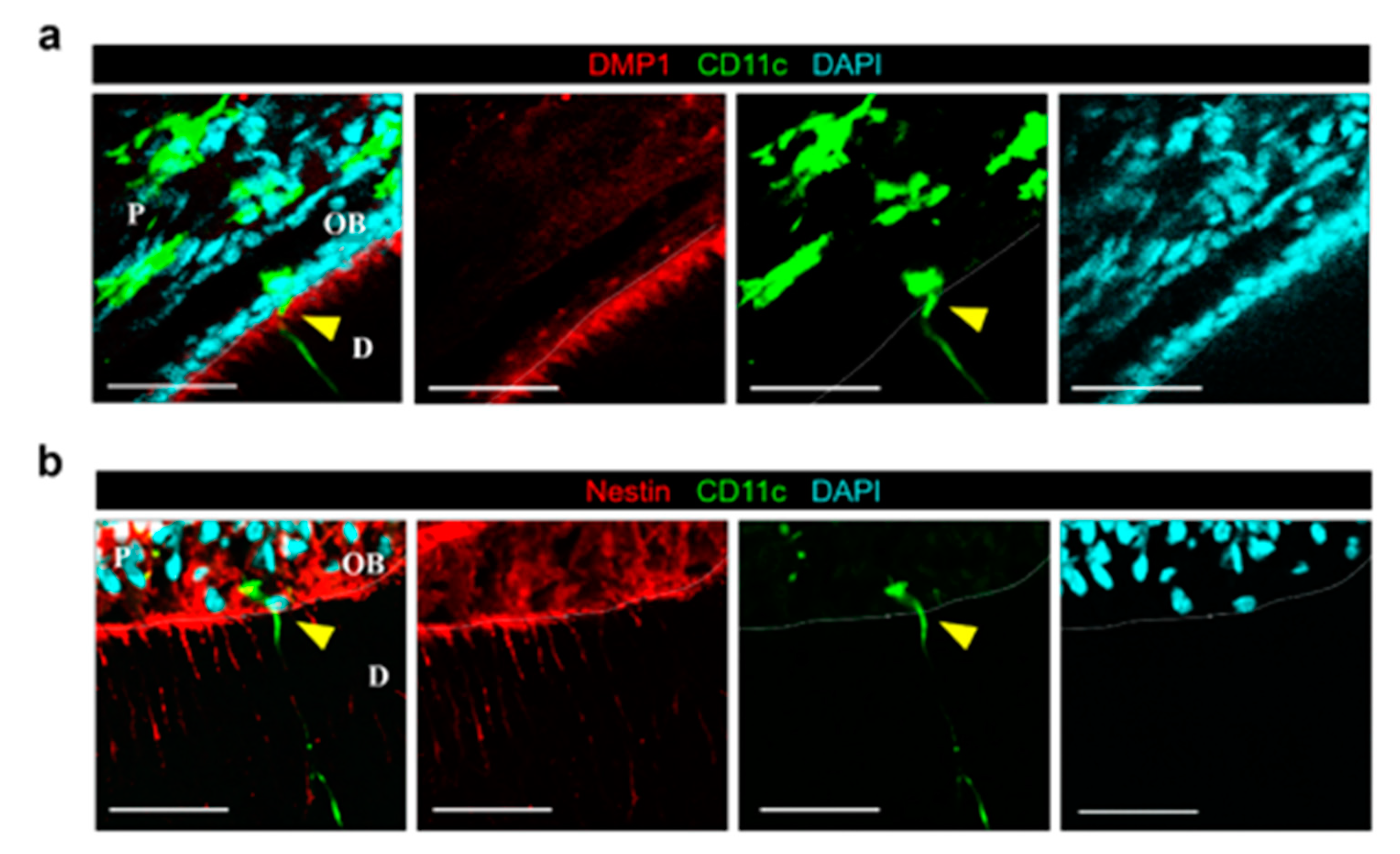 Ijms 22 12683 g002 550
