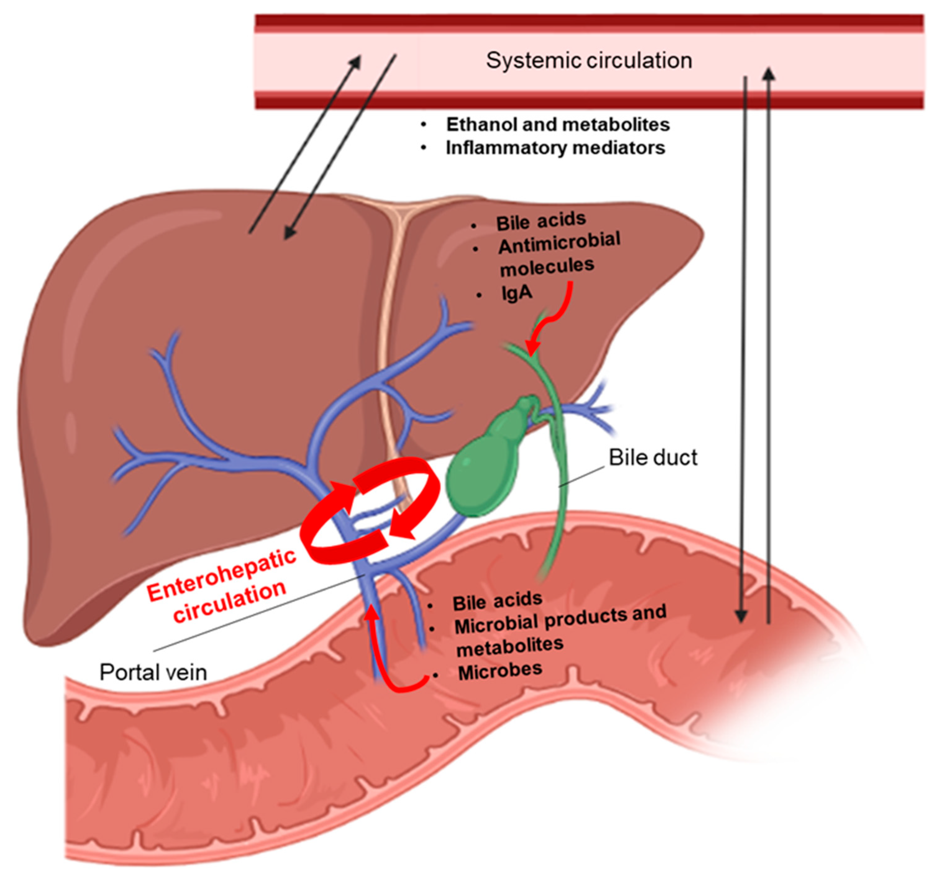 Ijms 22 12687 g002 Ijms 22 12687 g002