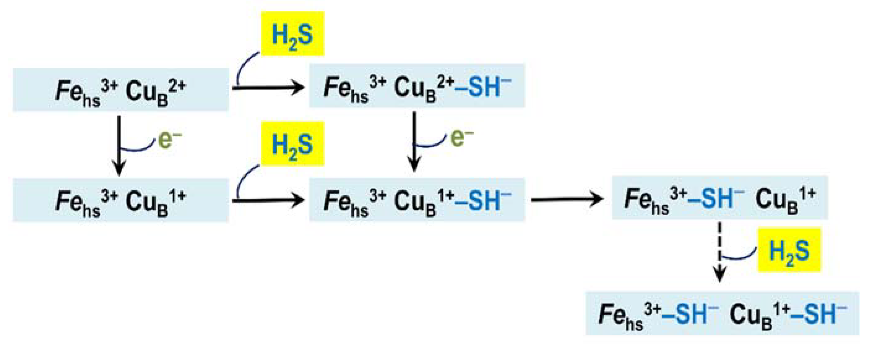 Ijms 22 12688 g005 Ijms 22 12688 g005