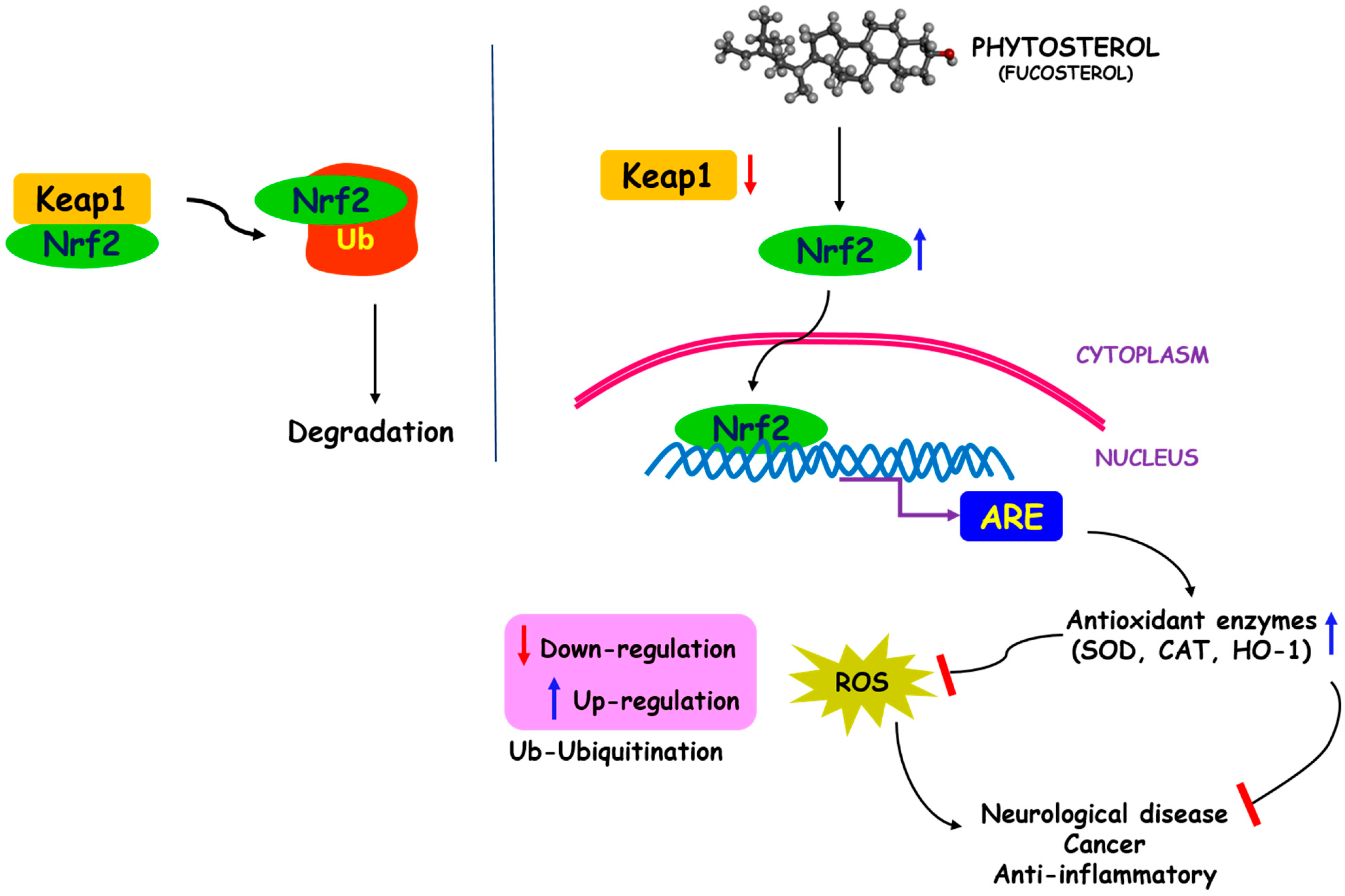 Ijms 22 12691 g004 Ijms 22 12691 g004