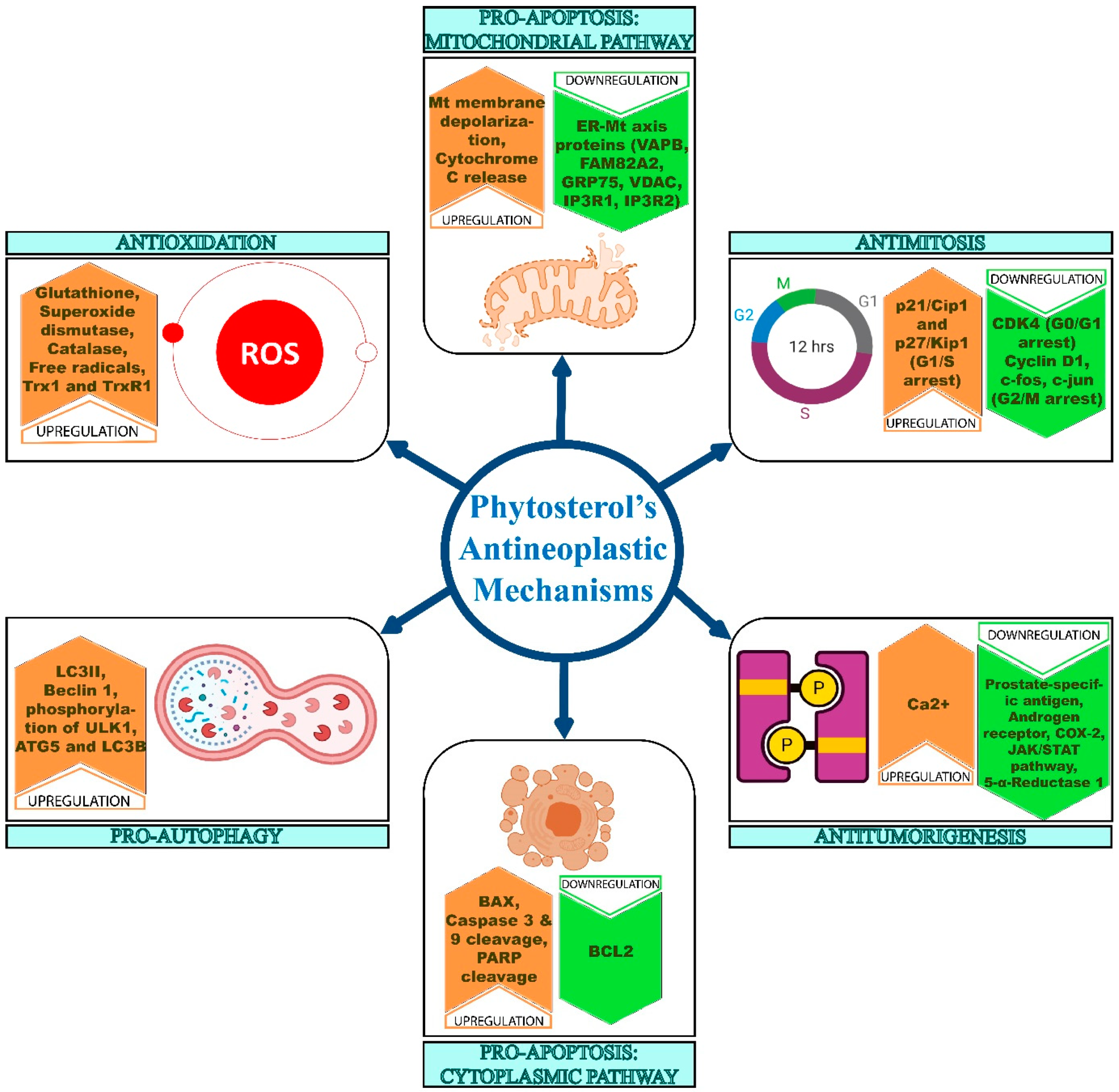 Ijms 22 12691 g005 Ijms 22 12691 g005