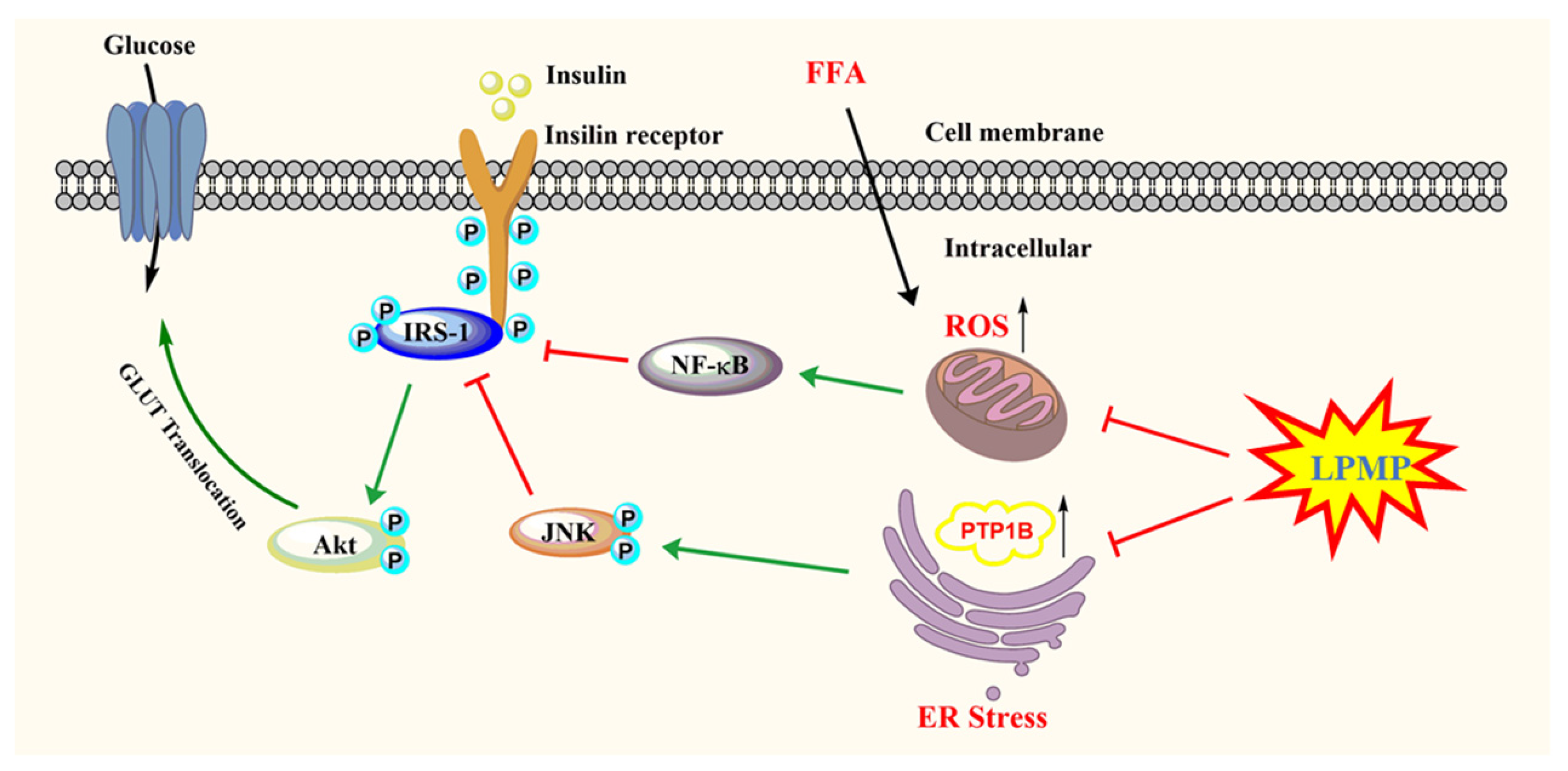 Ijms 22 12693 g010 550